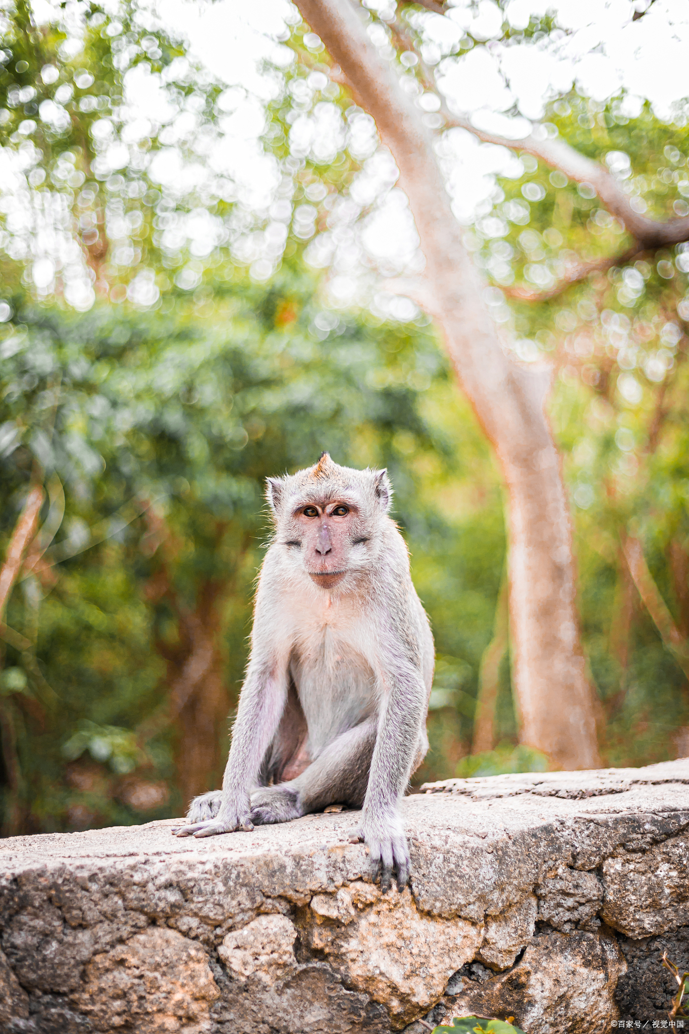 2025年的生肖猴男运势(2025年属猴的多大年龄)