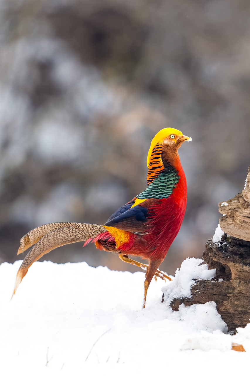 国家一级保护动物金鸡在自然保护区内得到了精心保护.