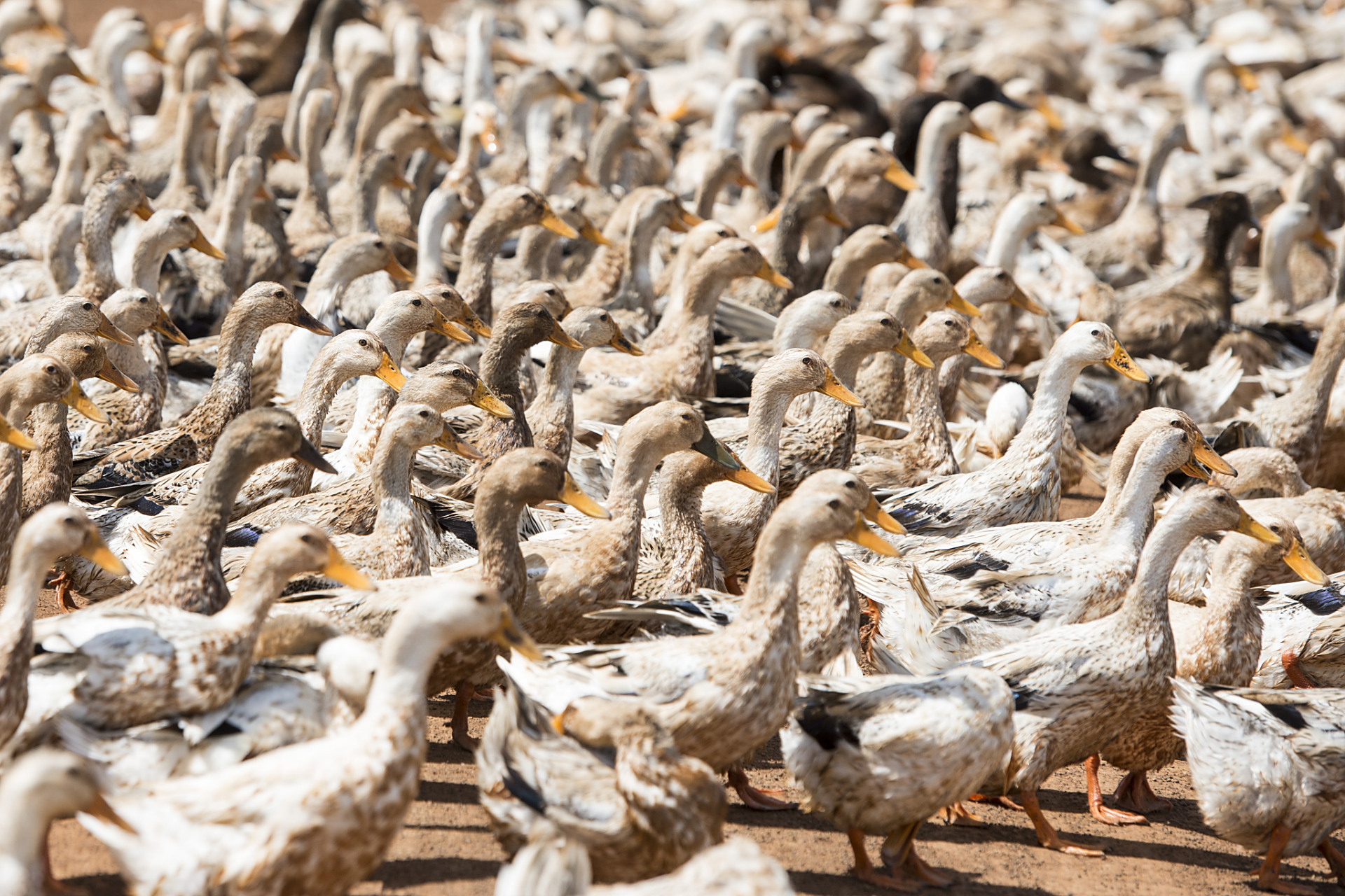 鸭子们的健康状况正面临严峻挑战,虎斑心,霉菌感染及心包积液频发.