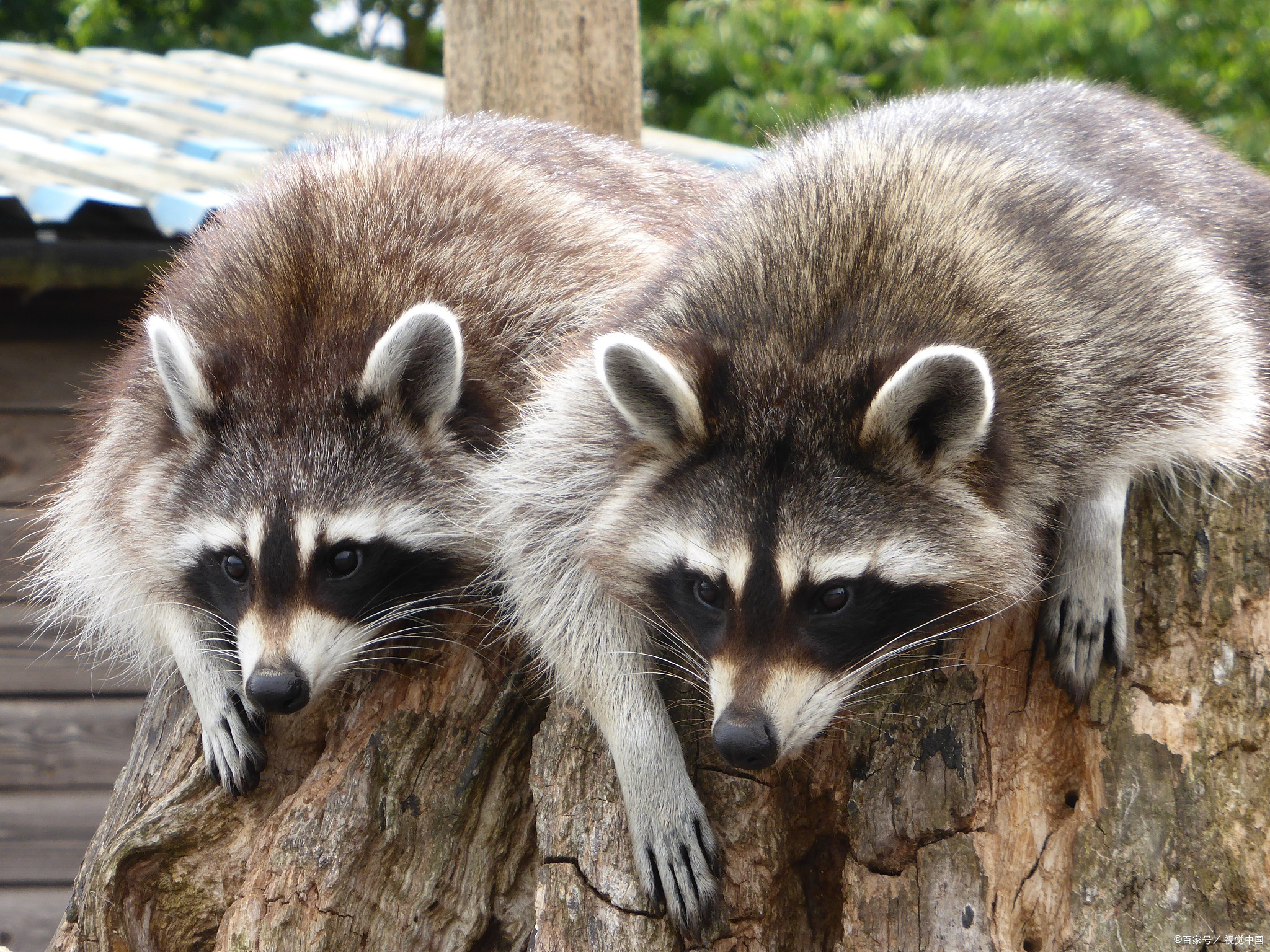 小浣熊能合法私养吗?