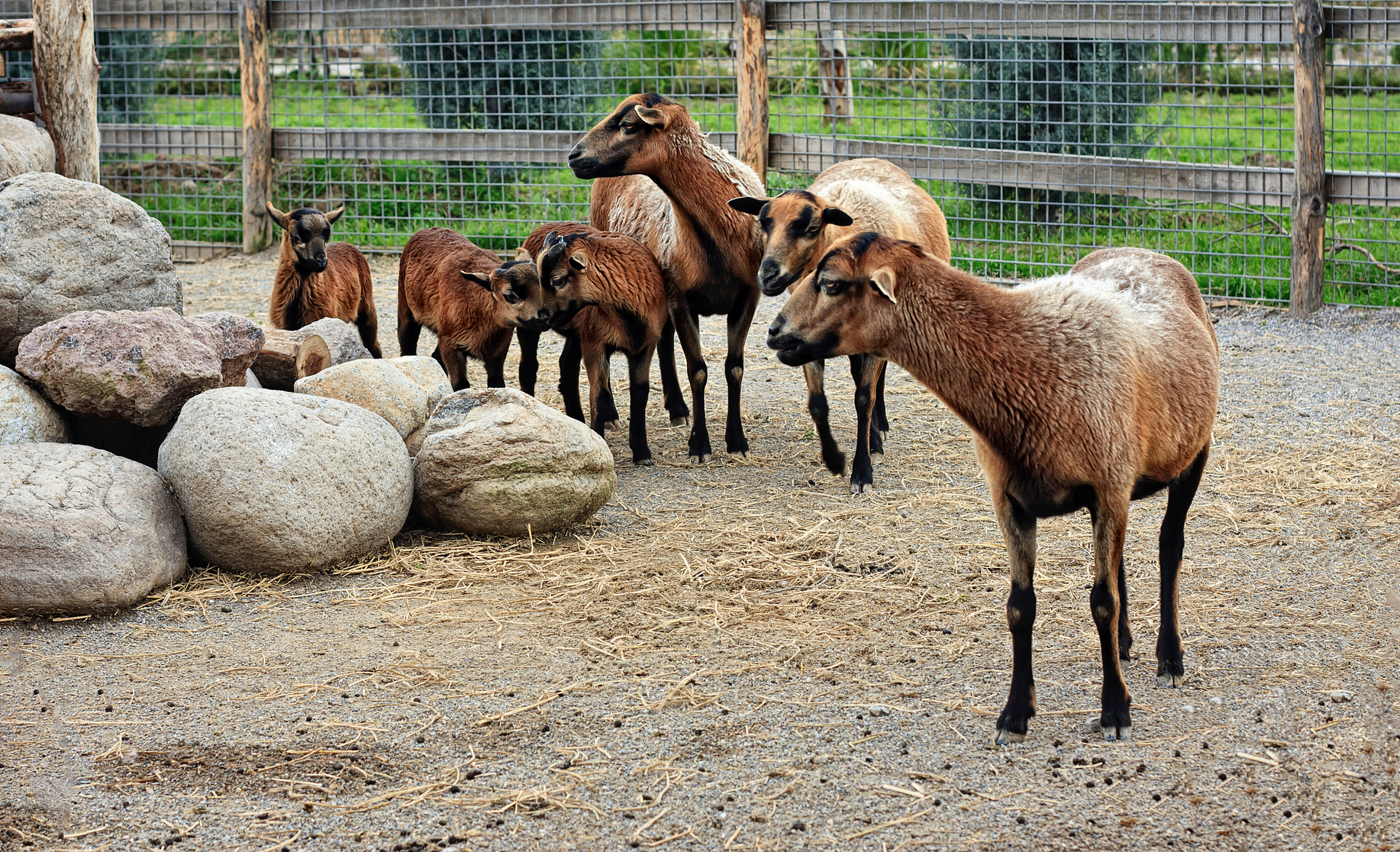 天山野生动物园,一座新疆特有野生动物和珍稀物种的天堂,让我们一起来