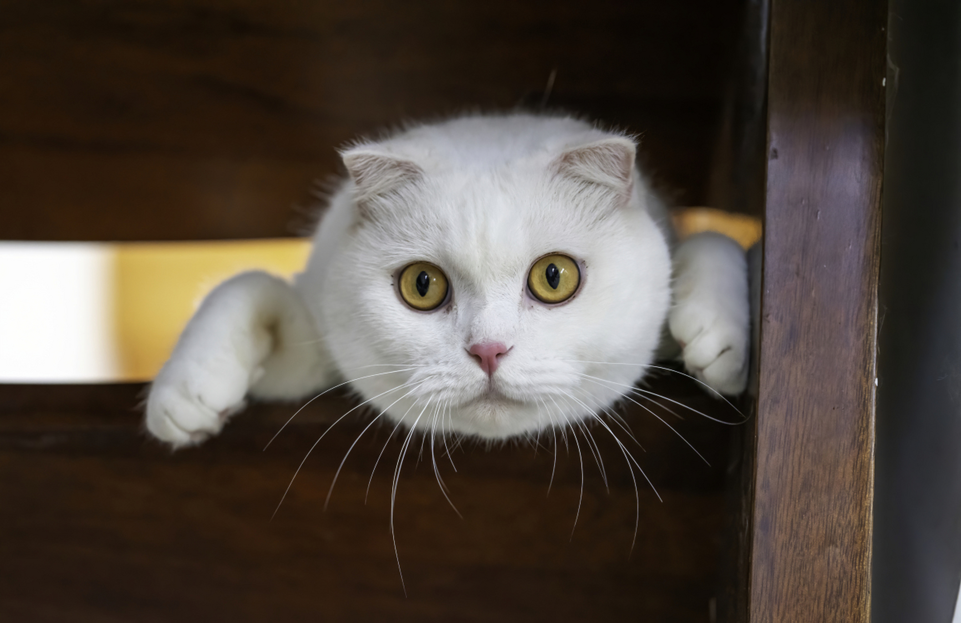 它通常出现在幼猫时期,但有时也会持续到成年期.