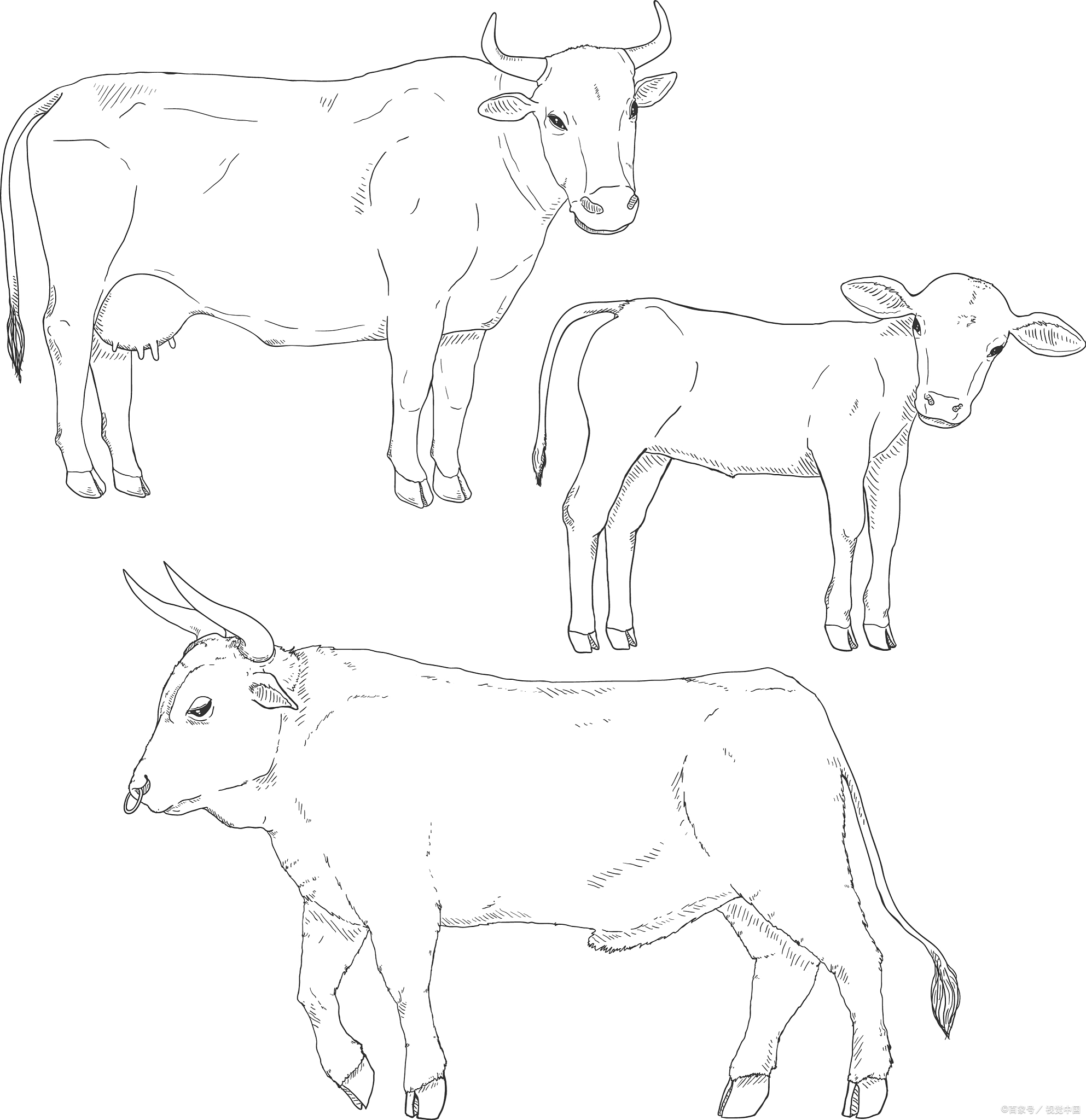 解析牛的身体结构及生物特征