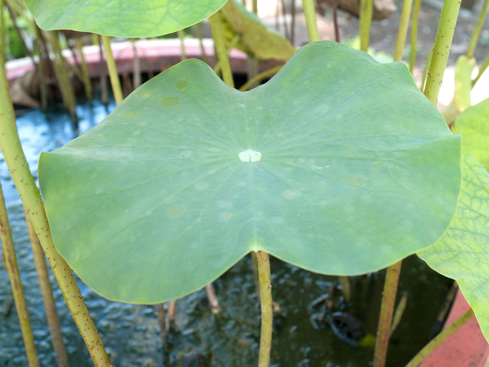 莲藕叶性微寒,具有清热凉血之功效,可用于热性病症.