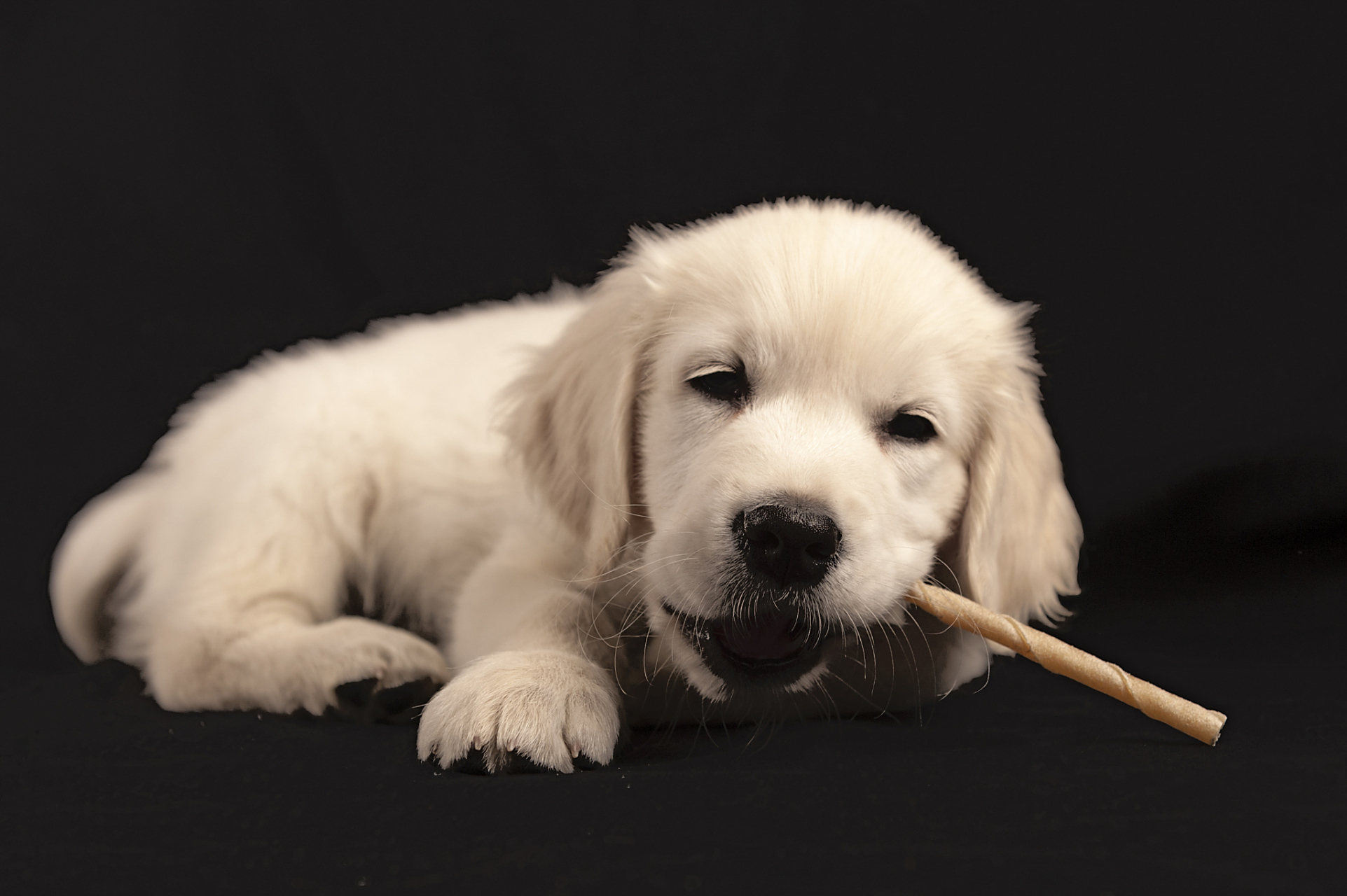 摘要: 本文探讨了狗狗咬人的原因及调教方法,从古代智慧到现代科学