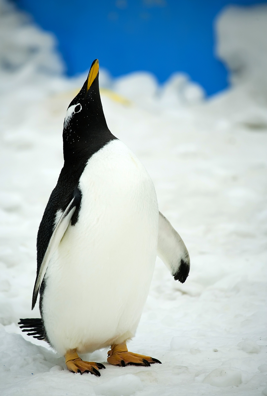 包括帝企鹅在内,南极洲65%的本土物种可能会在21世纪末消失?