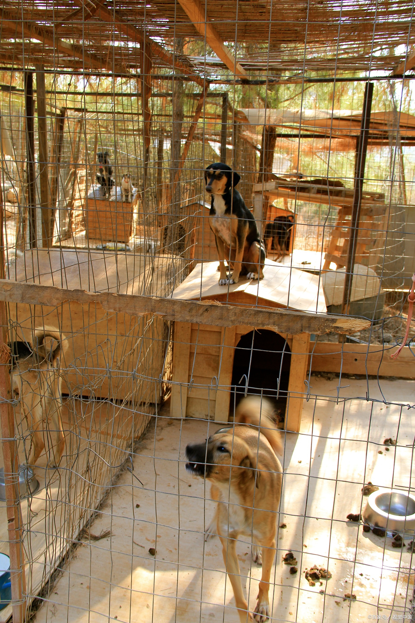 因此,一个优秀的狗舍设计应当兼顾功能性,舒适性,安全性与易维护性