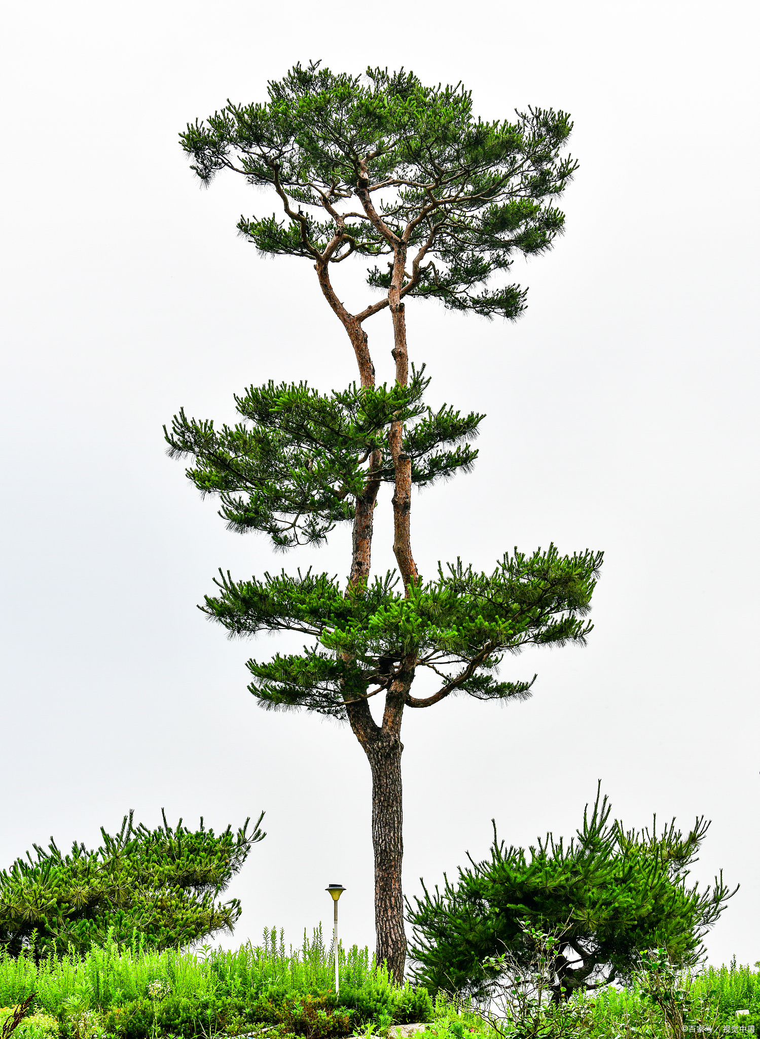松树是裸子植物吗?详细解析