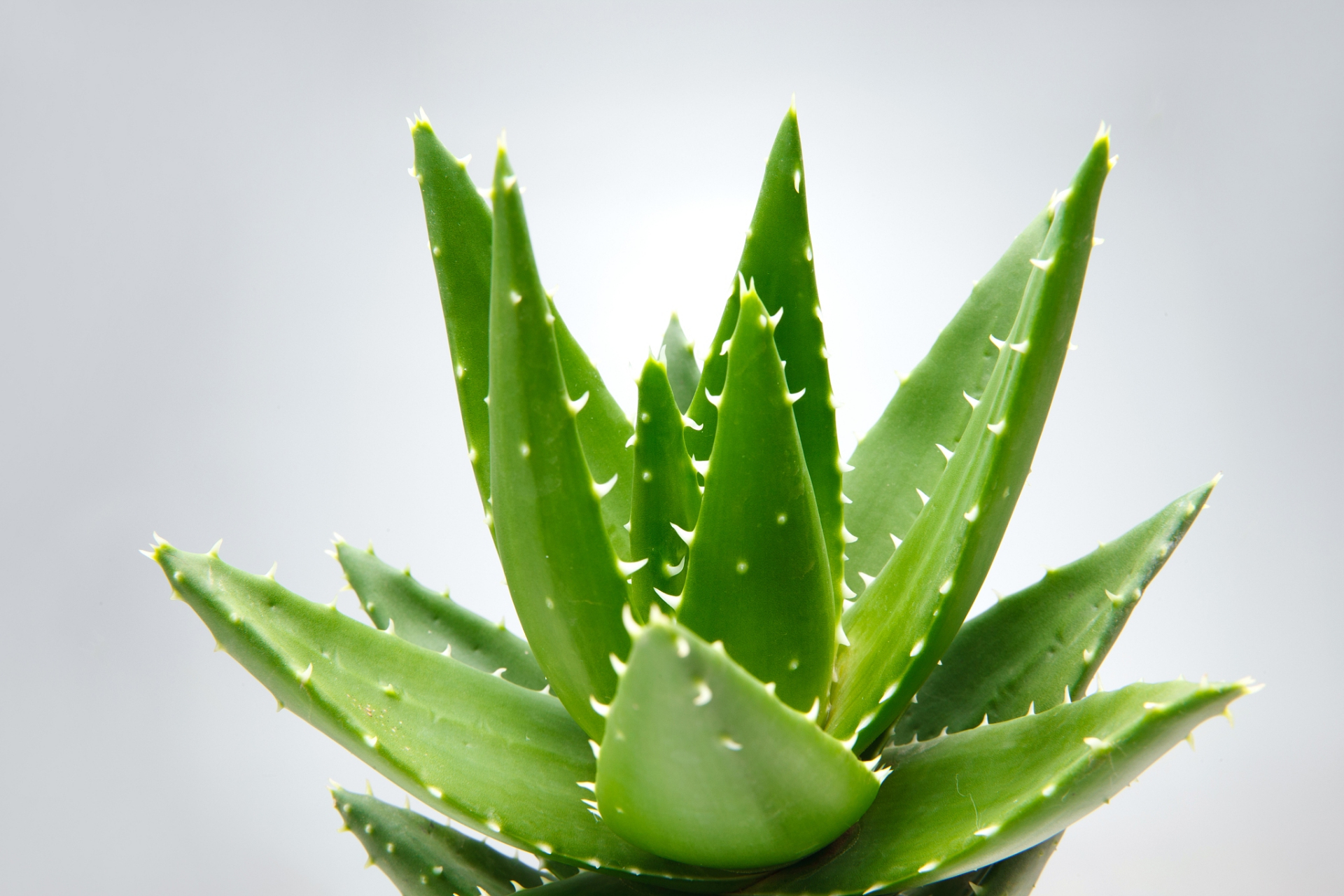 芦荟的美容作用,芦荟中含有丰富的胶质和维生素,可以滋润肌肤,美白