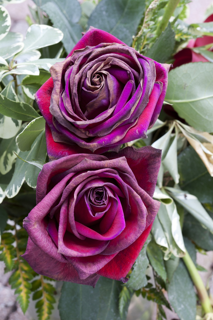 黑魔术月季的优缺点分析  黑魔术月季是一种深受喜爱的月季品种,具有