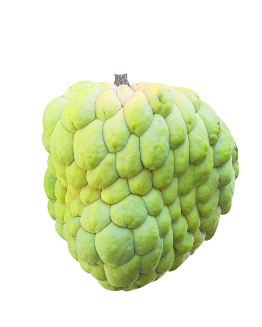 热带珍果的神奇功效与作用 释迦果,又称番荔枝,佛头果,是一种热带水果