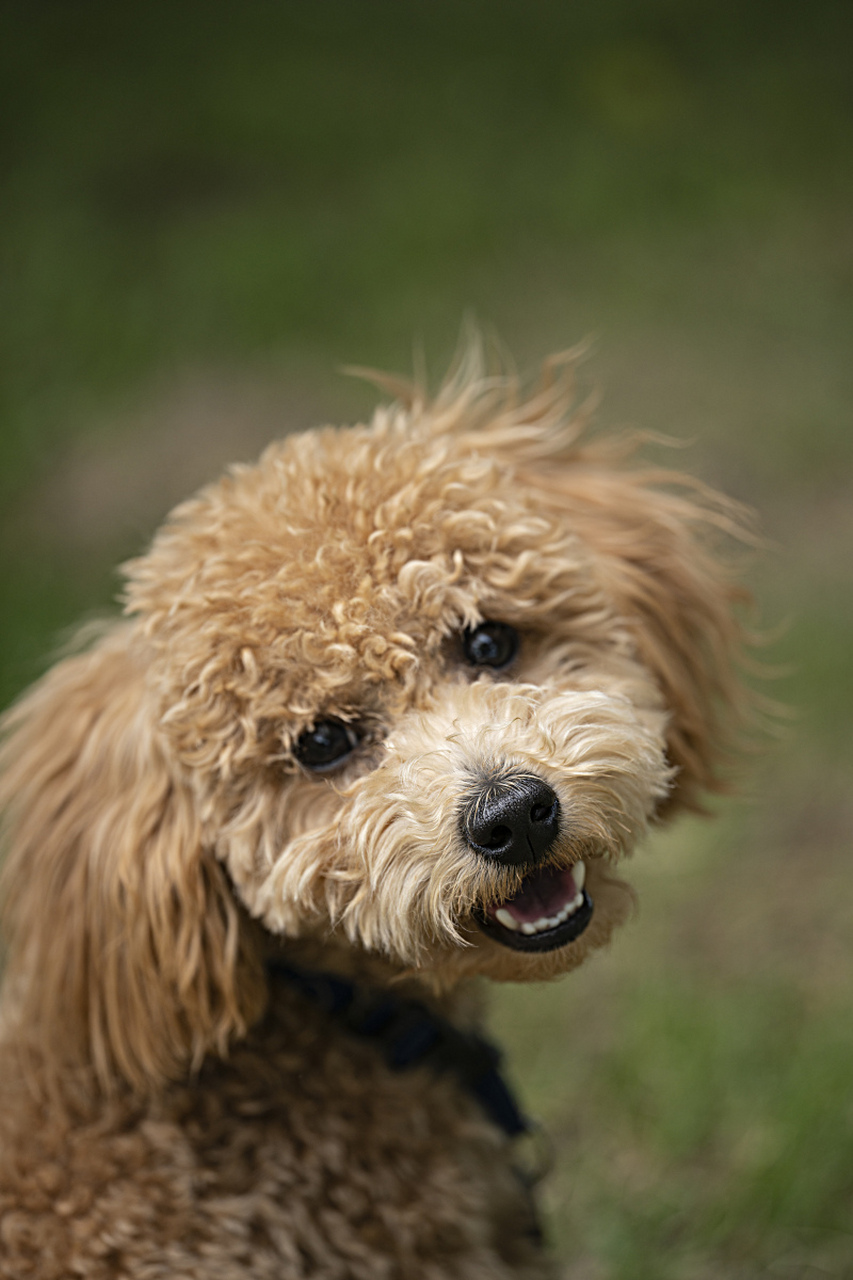 贵宾犬是法国和欧洲中部地区的原产犬种