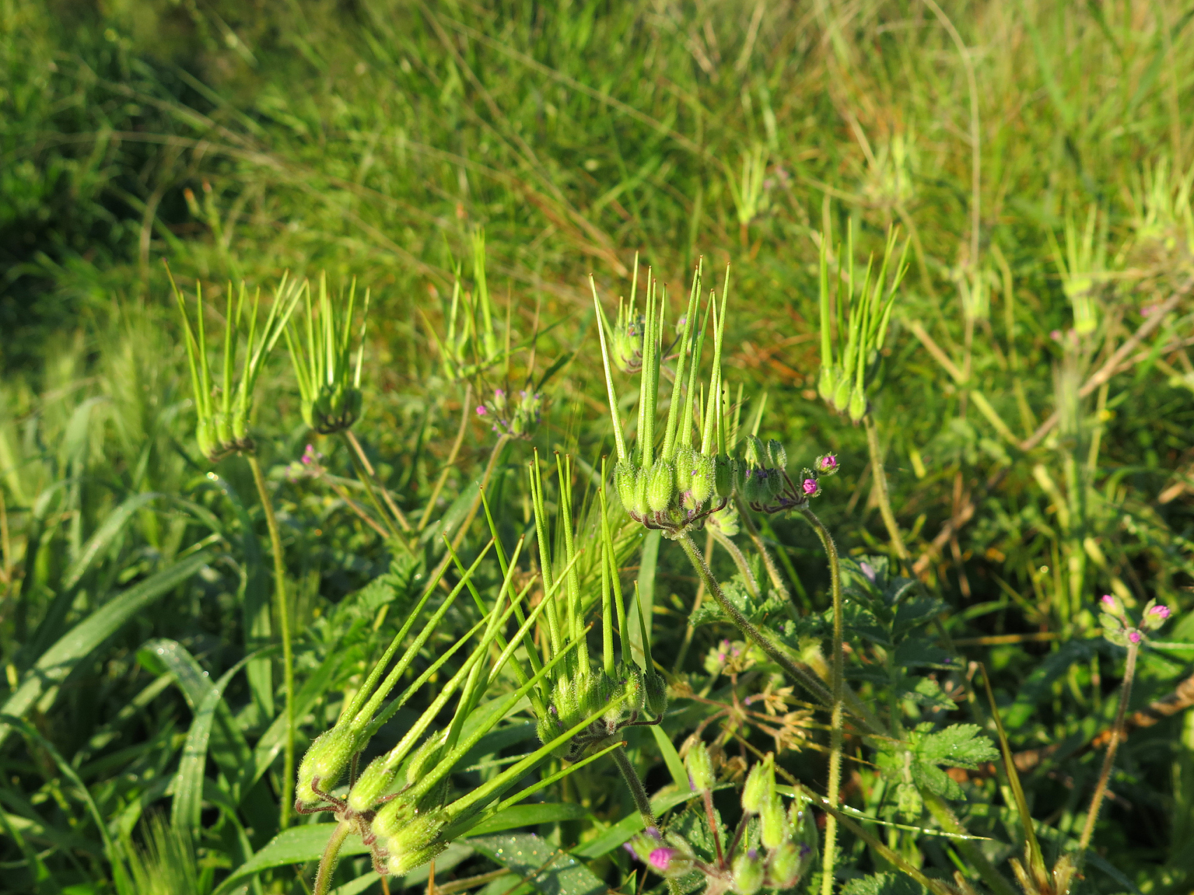 鼻管草功效作用  鼻管草一般是指笔管草,其功效作用主要包括通便止泻