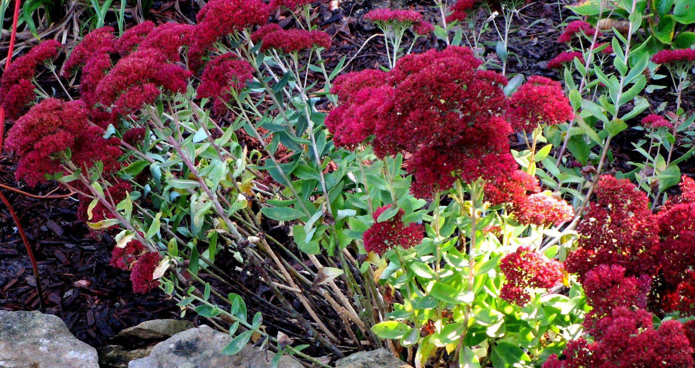 健康养生# #中医药# #红景天# 每日一药,传播中药知识,传递健康观念