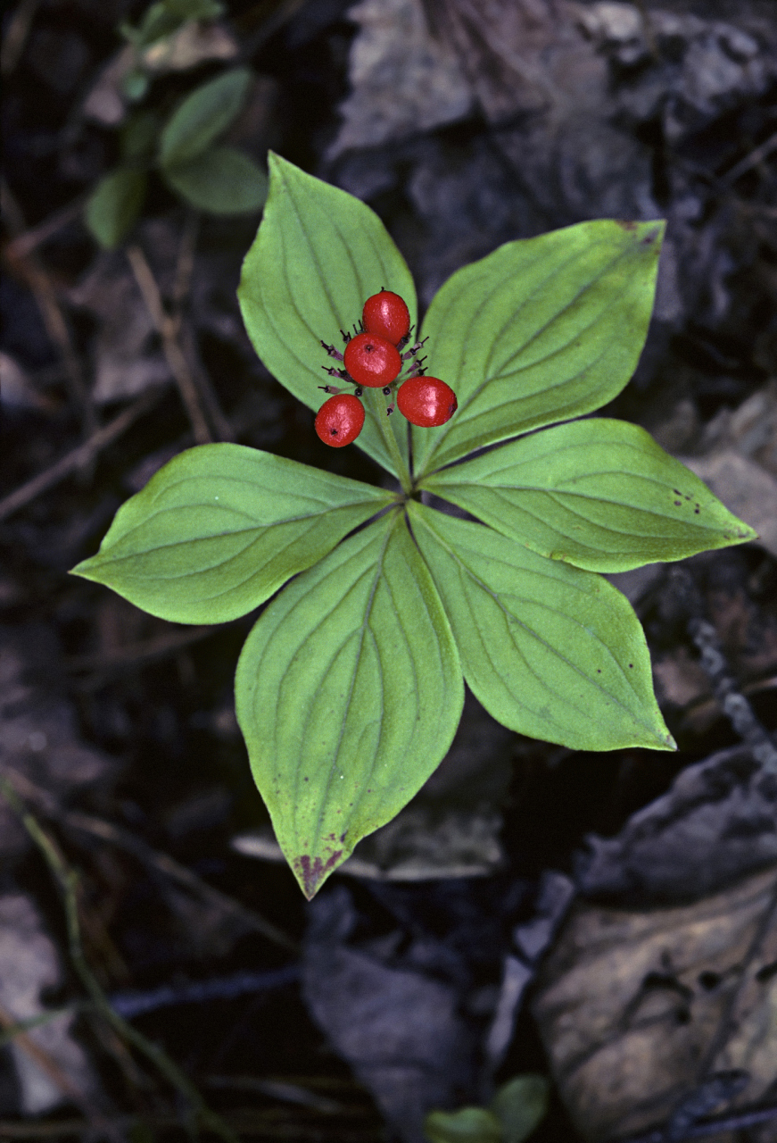 治静脉炎经验方 方法:取蚤休(七叶一枝花),银花,共研成粉,用食醋调成