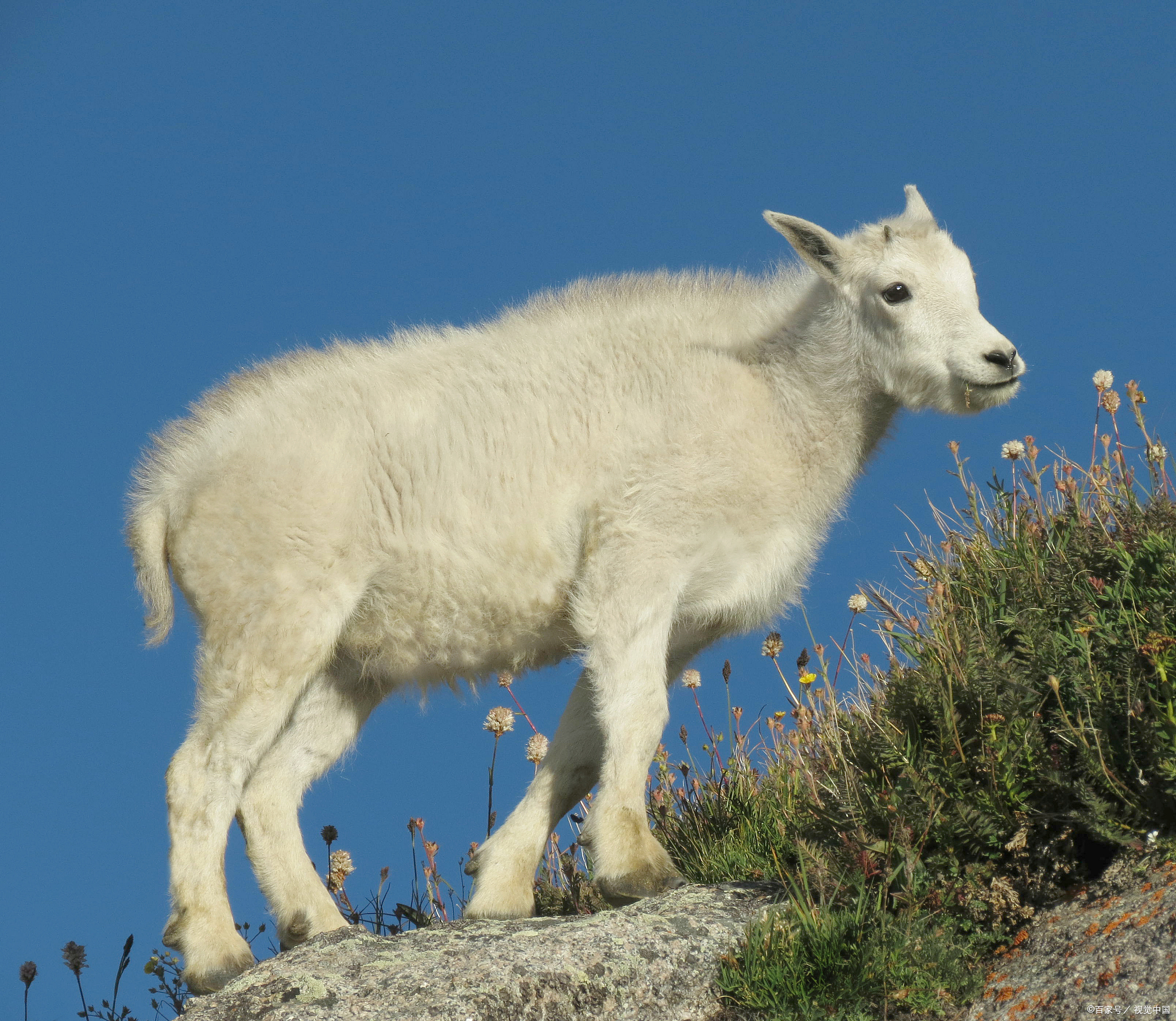 农户家发生了离奇事件,9只鹅和1只羊离奇死亡,警犬竟然成了破案关键!