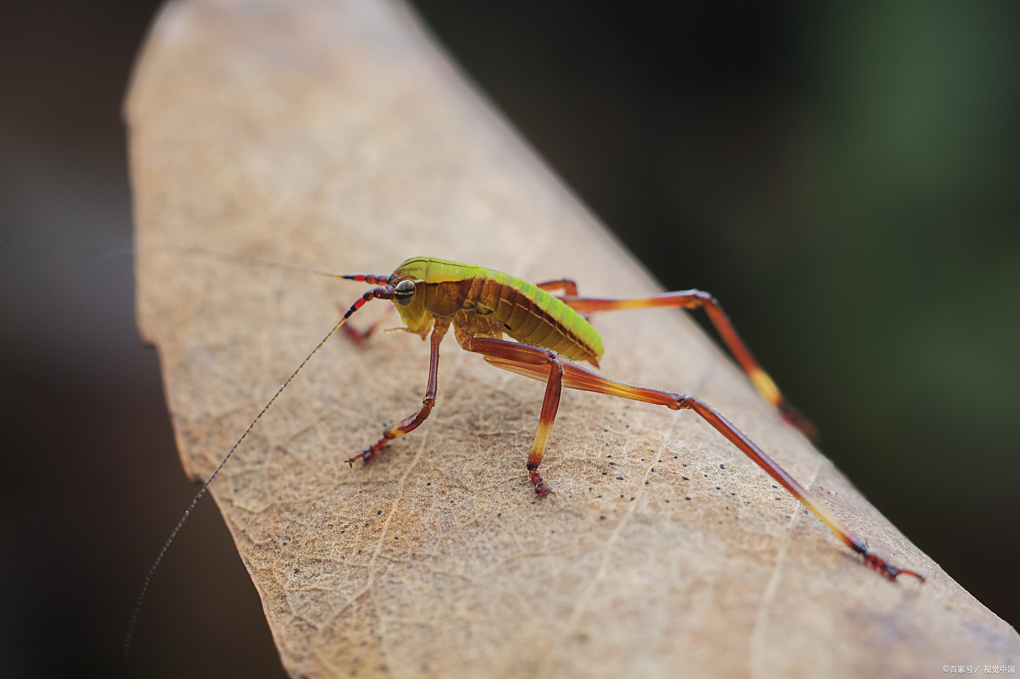 蝈蝈翅膀长好还是短好?