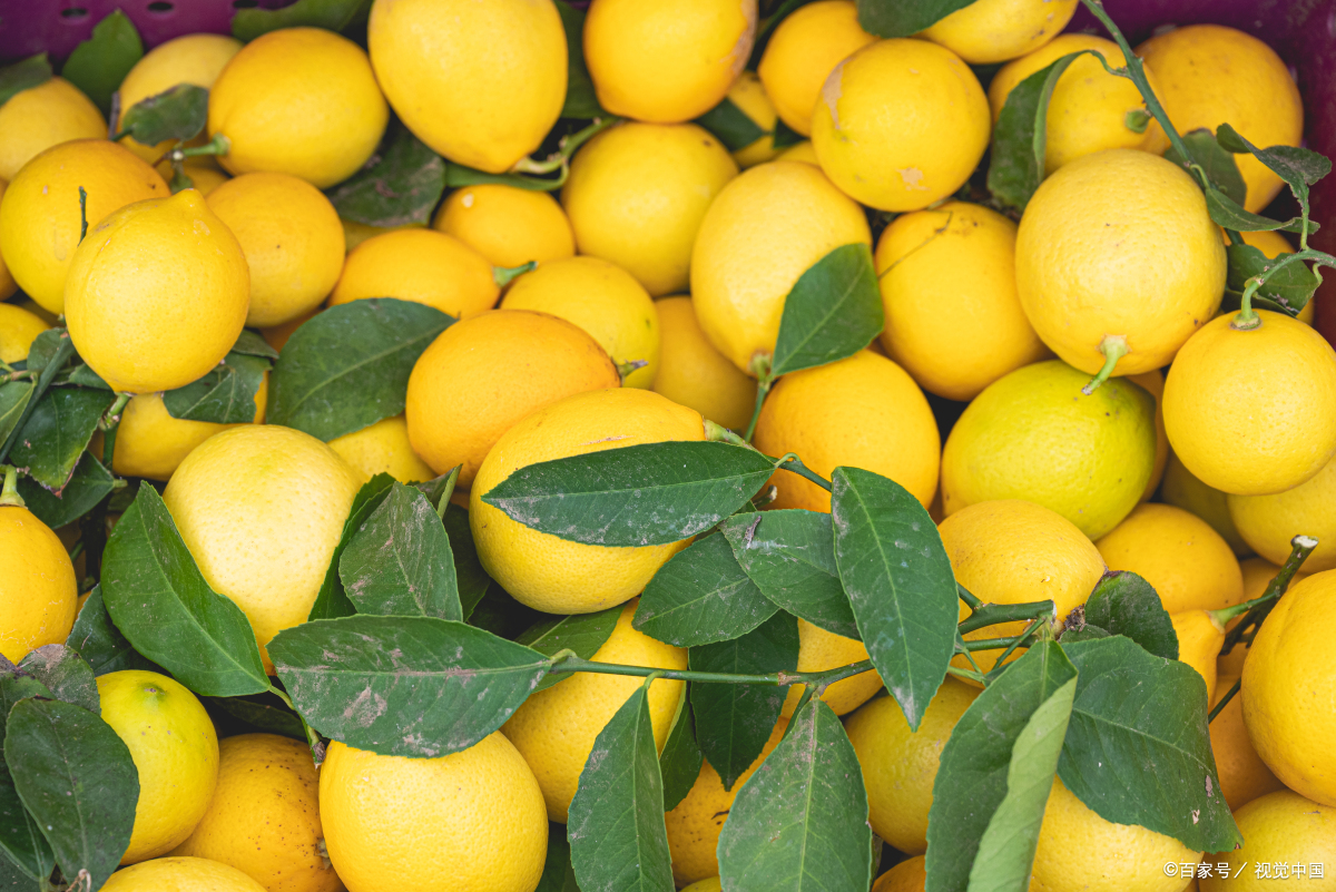 手把手教你种植四季柠檬,轻松收获丰硕果实!