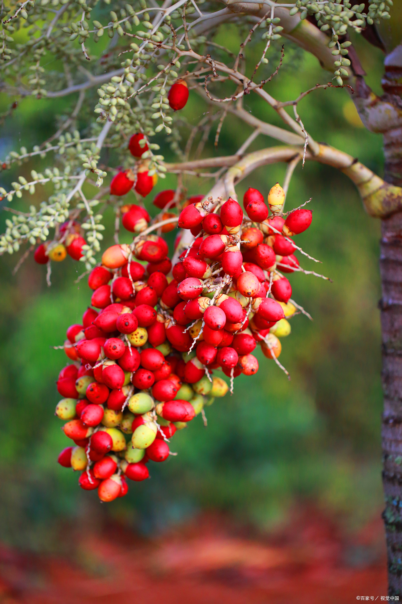 本草纲目,相思子的介绍