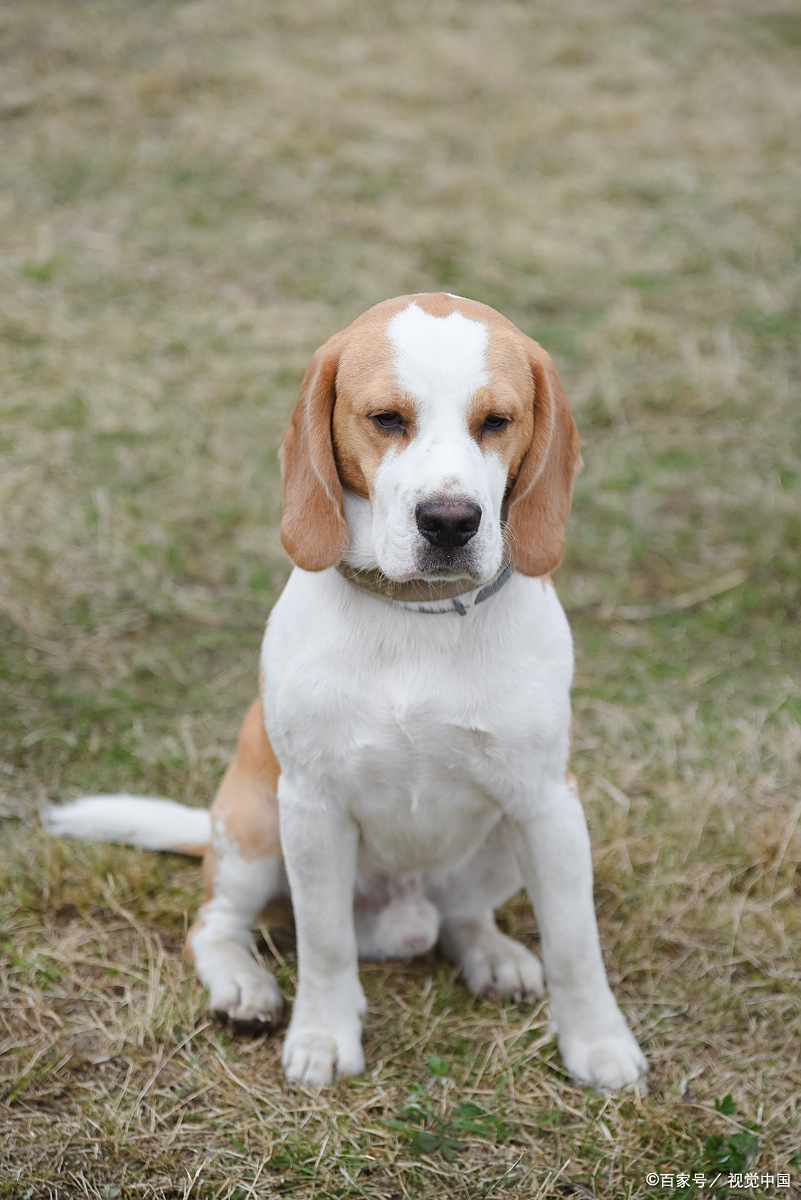 2025年运势生肖狗(生肖狗2025年运势大全)