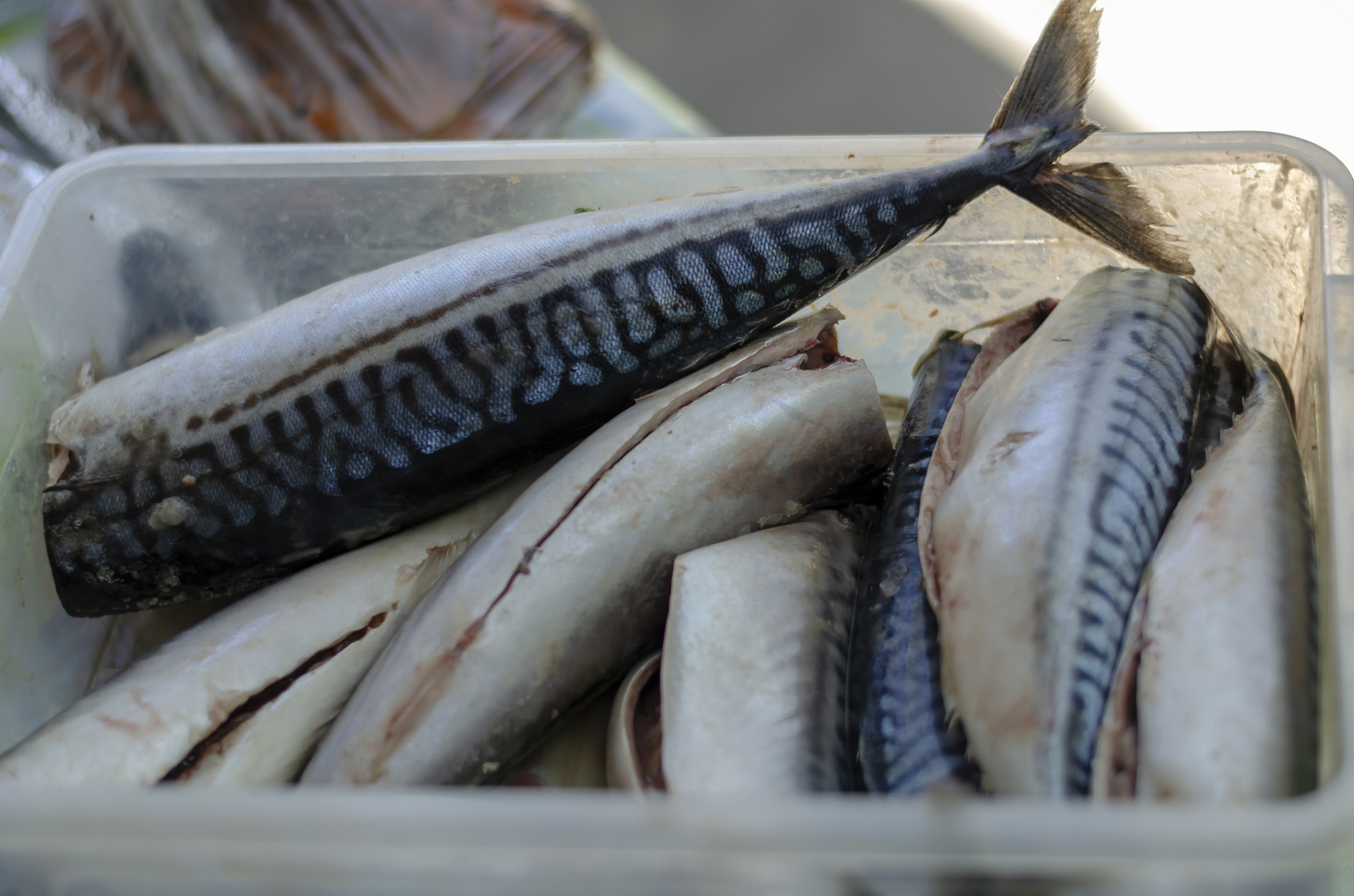 海味辽宁# 鳗鳞鱼的口味和味道.