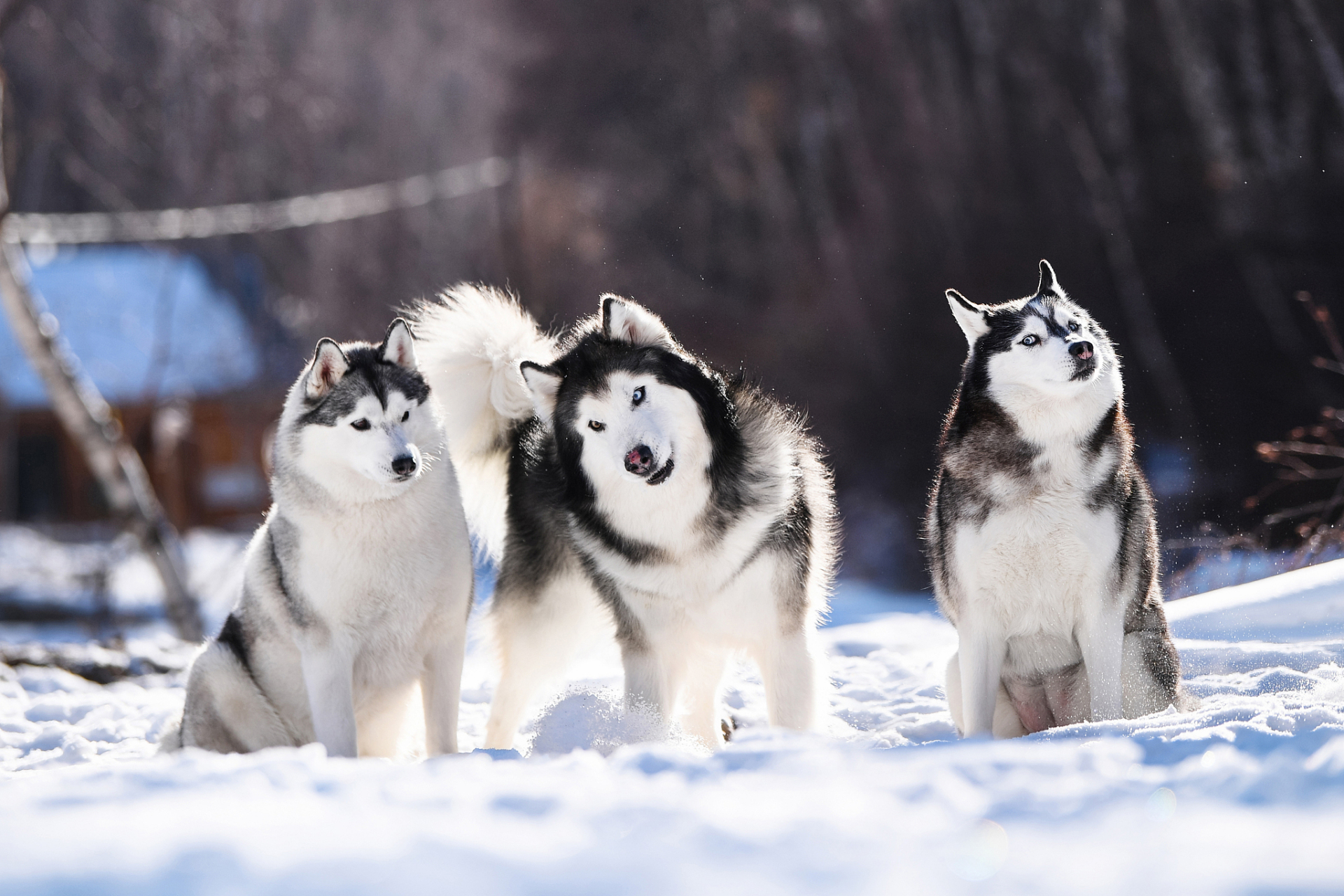 哈士奇雪橇犬图片图片