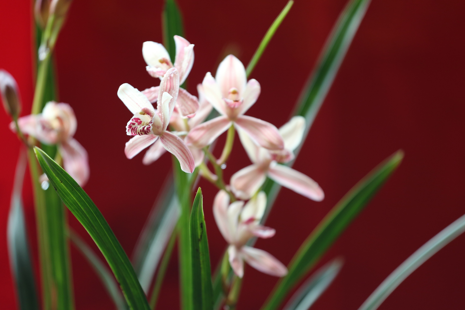 墨兰是一种备受欢迎的国兰之一,特别是在台湾,已经成为家家户户的绿植