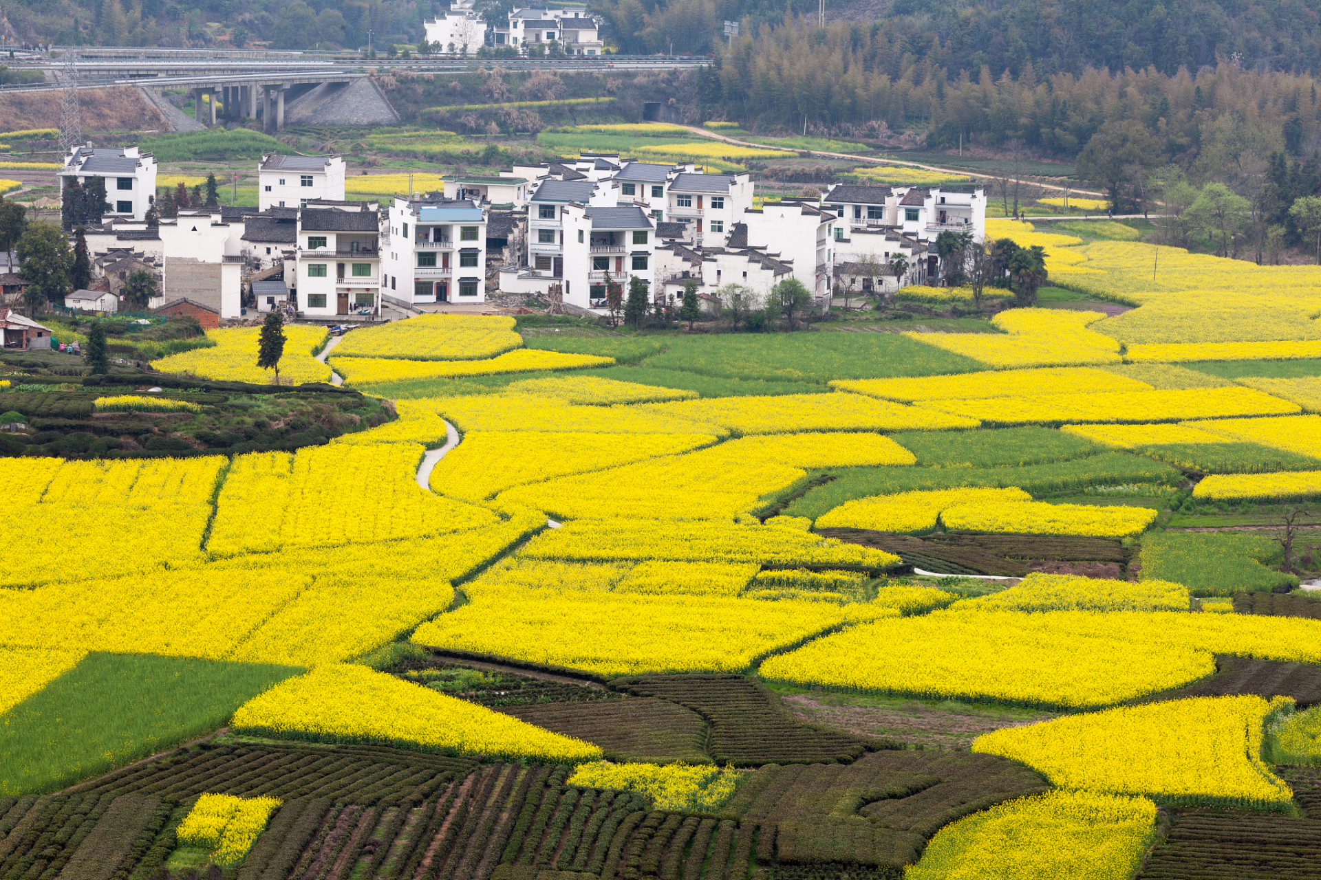 每年的三四月,是婺源油菜花盛开的季节,这里的油菜花规模不算大,而且