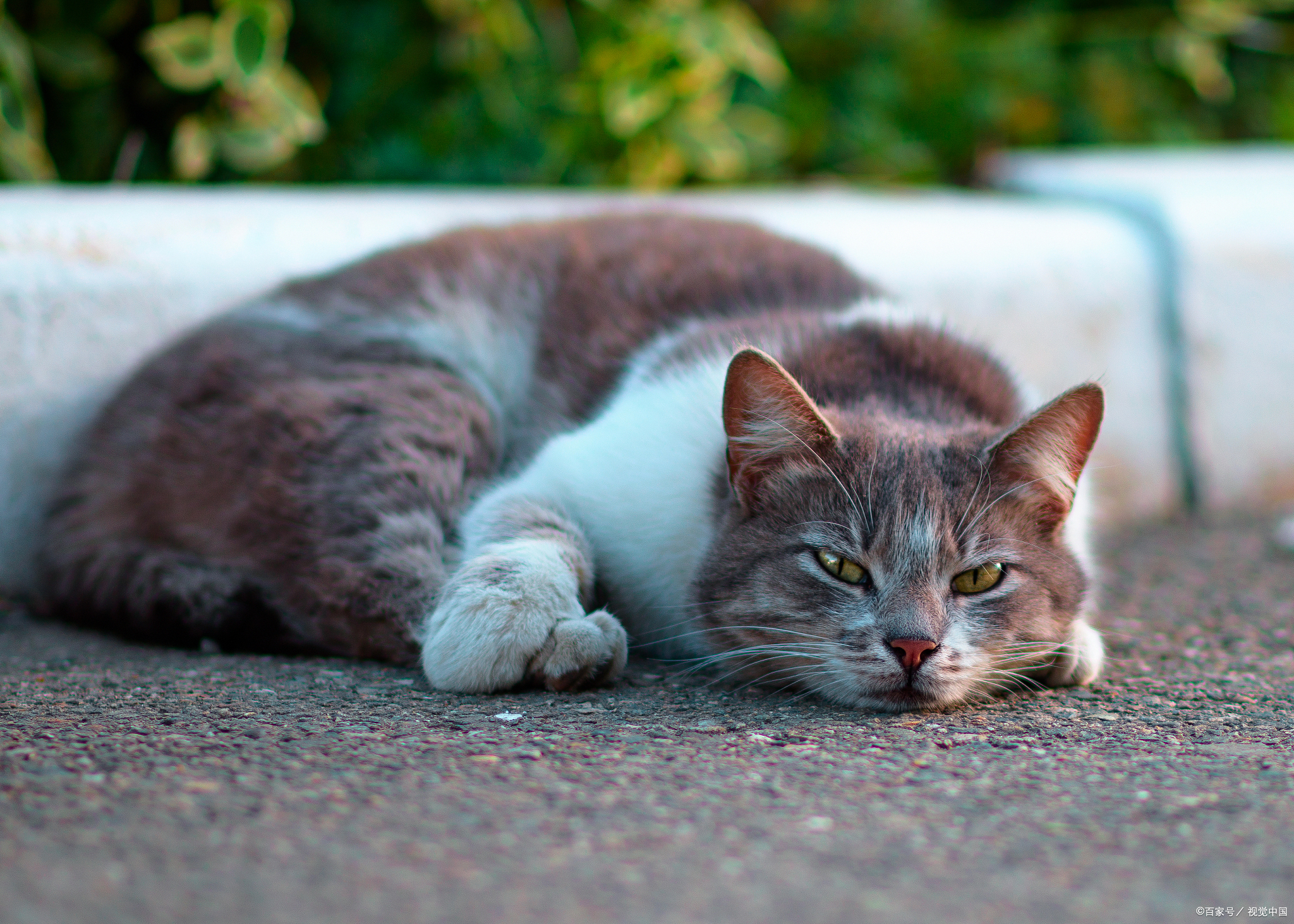 猫睡觉“打呼噜”是正常的吗?是什么原因引起的呢?