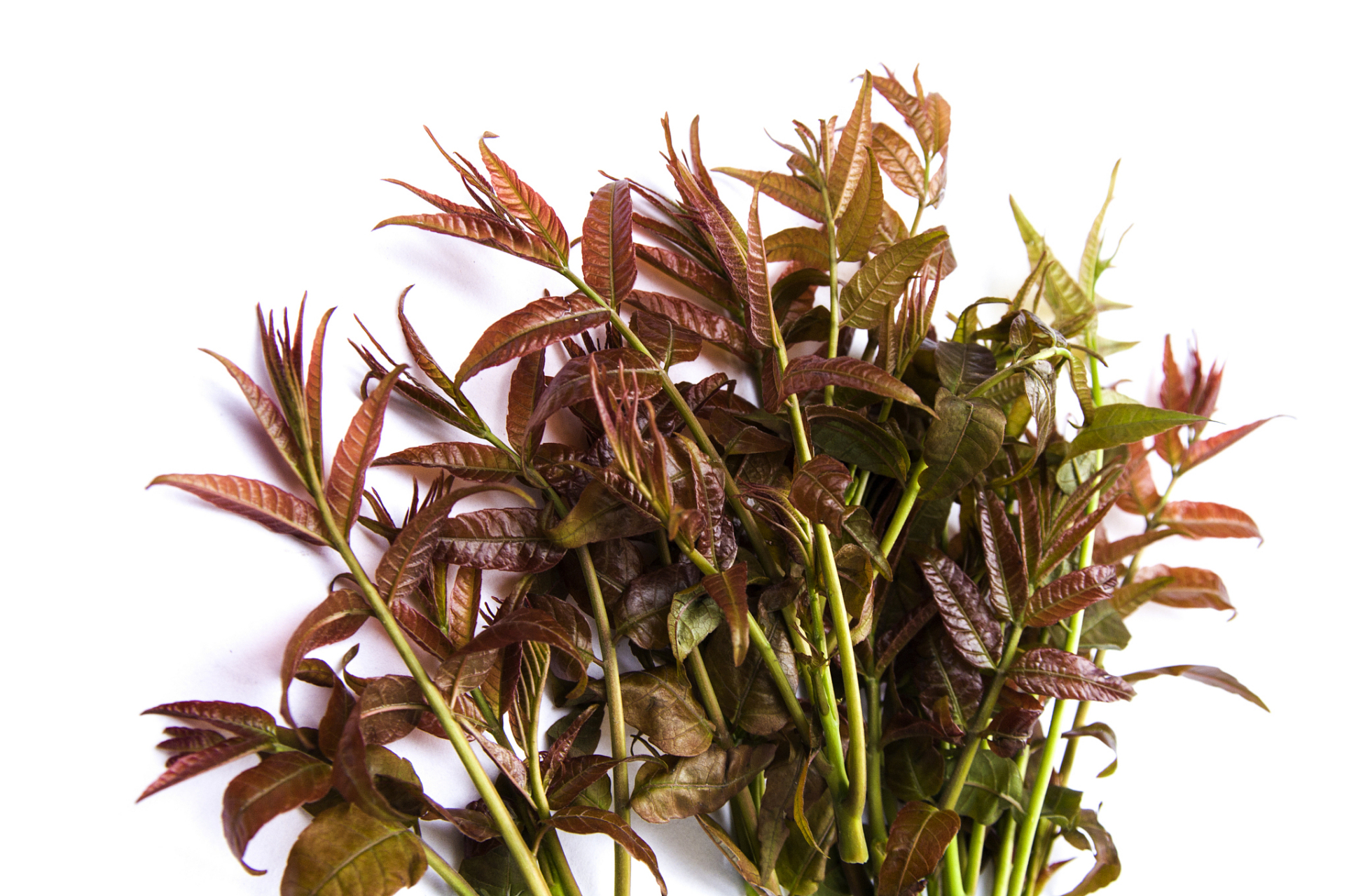 三种野菜可能是"致癌大王",再爱吃也别任性 1,野生芹菜 水芹菜是我们