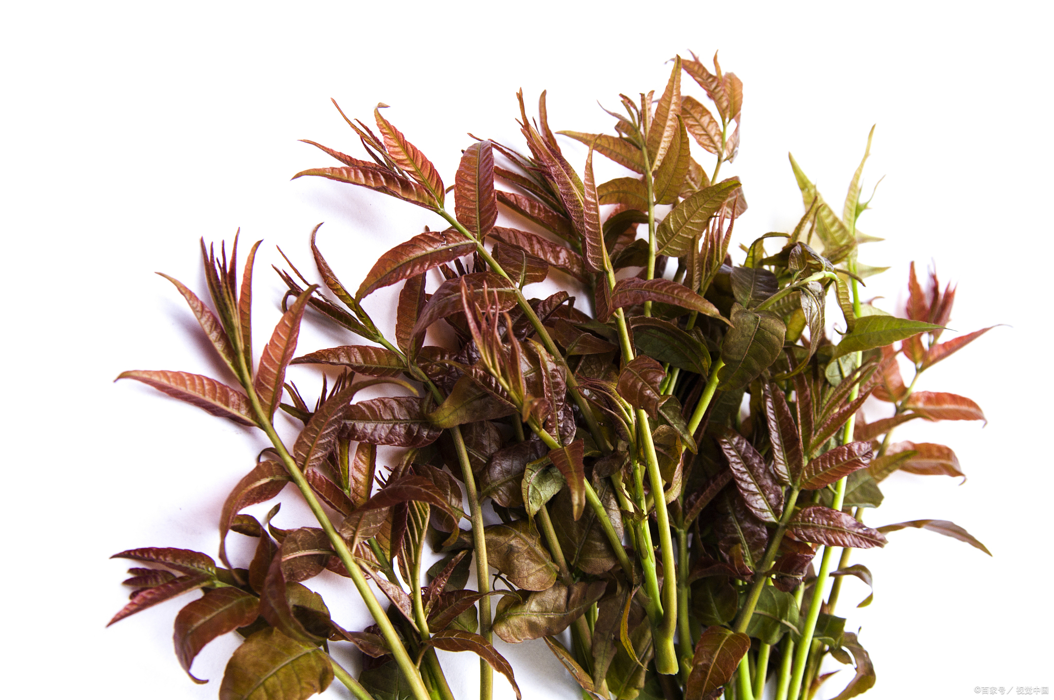 巧做香椿,香椿豆腐