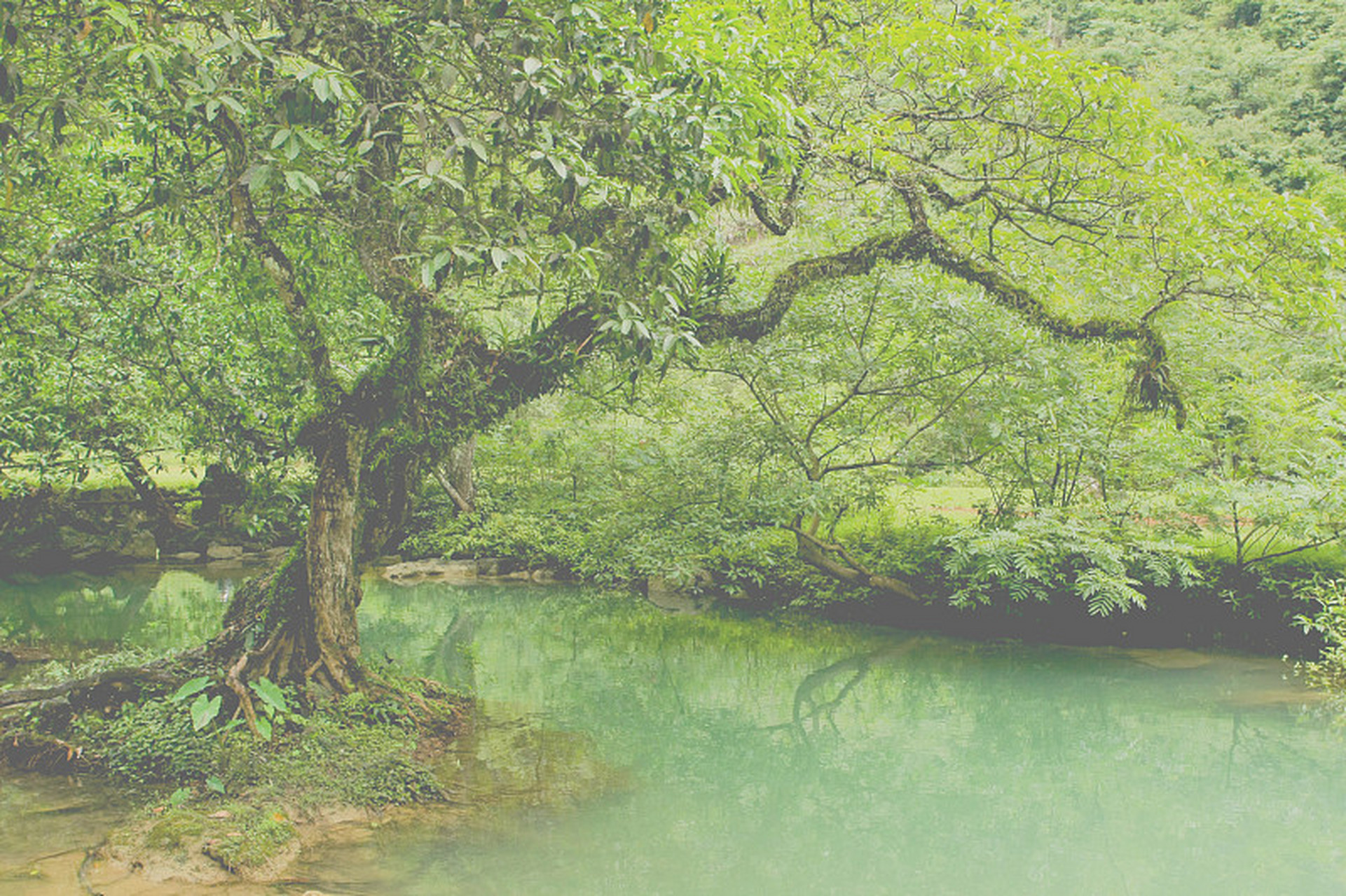 那天我闲逛时,无意间发现了一棵矗立在河边的树.