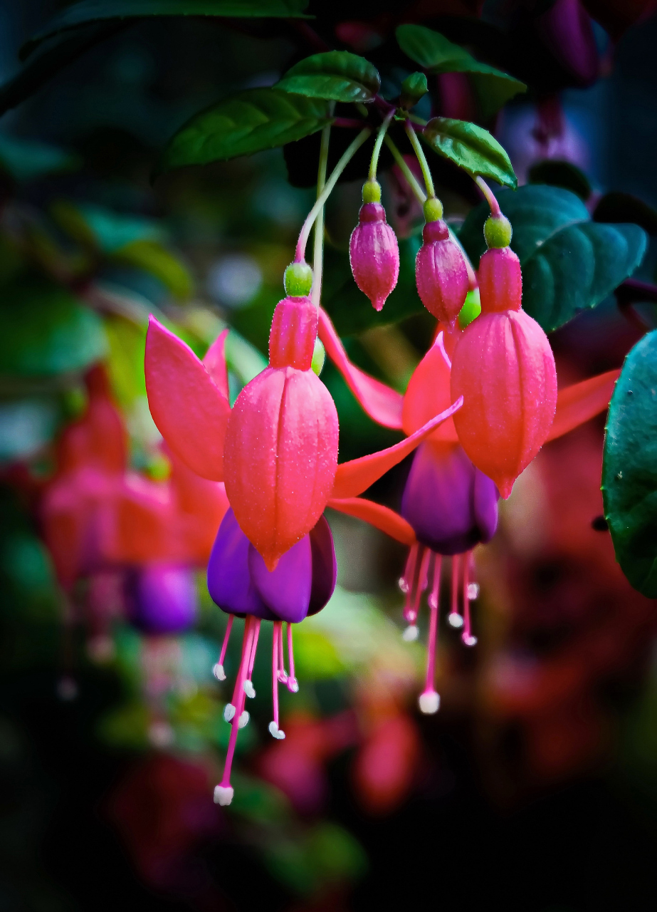 灯笼花是一种常见的多年生草本植物,因其美丽的花朵和匍匐茎而备受