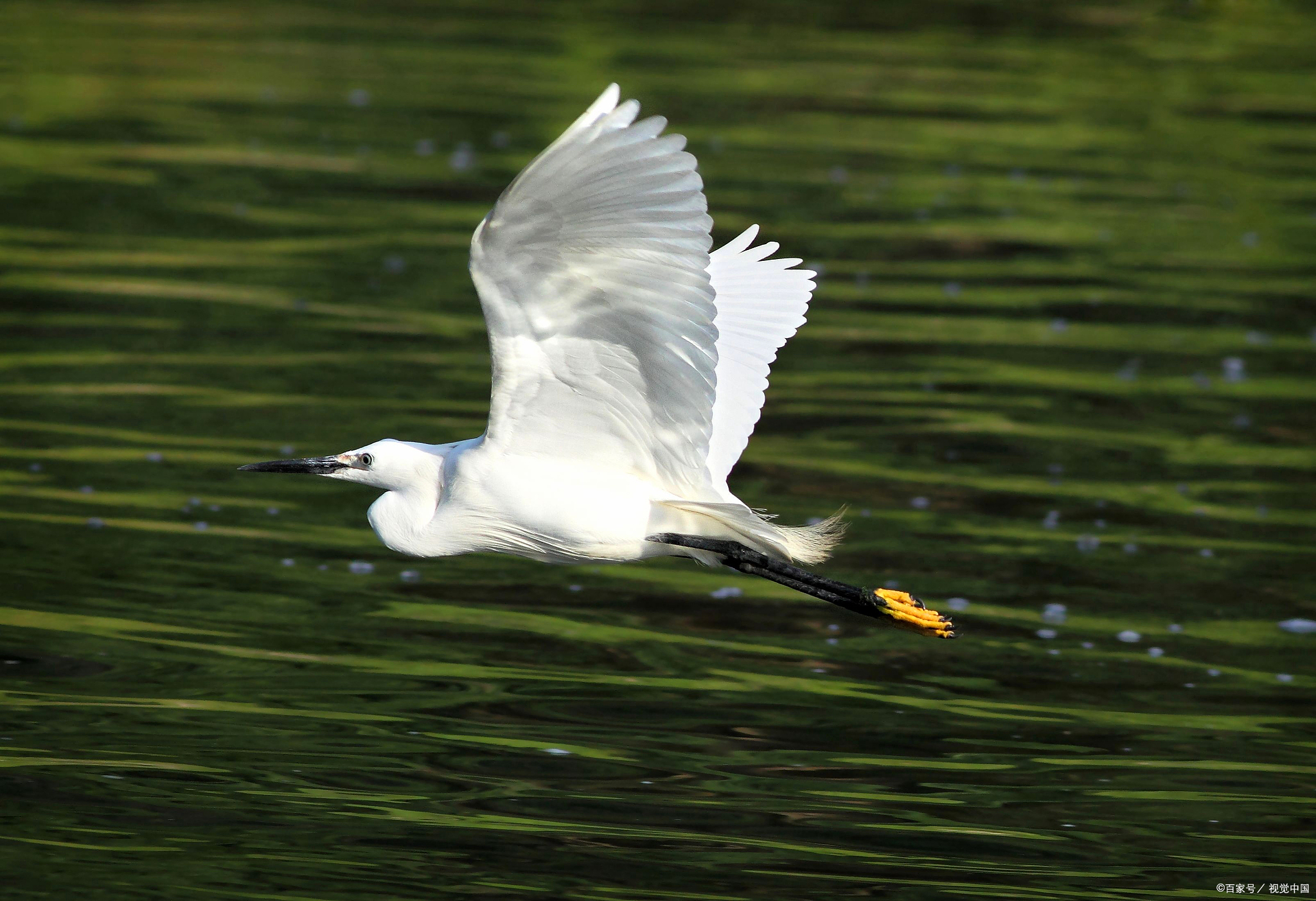白鹭的2-5段改写成说明文