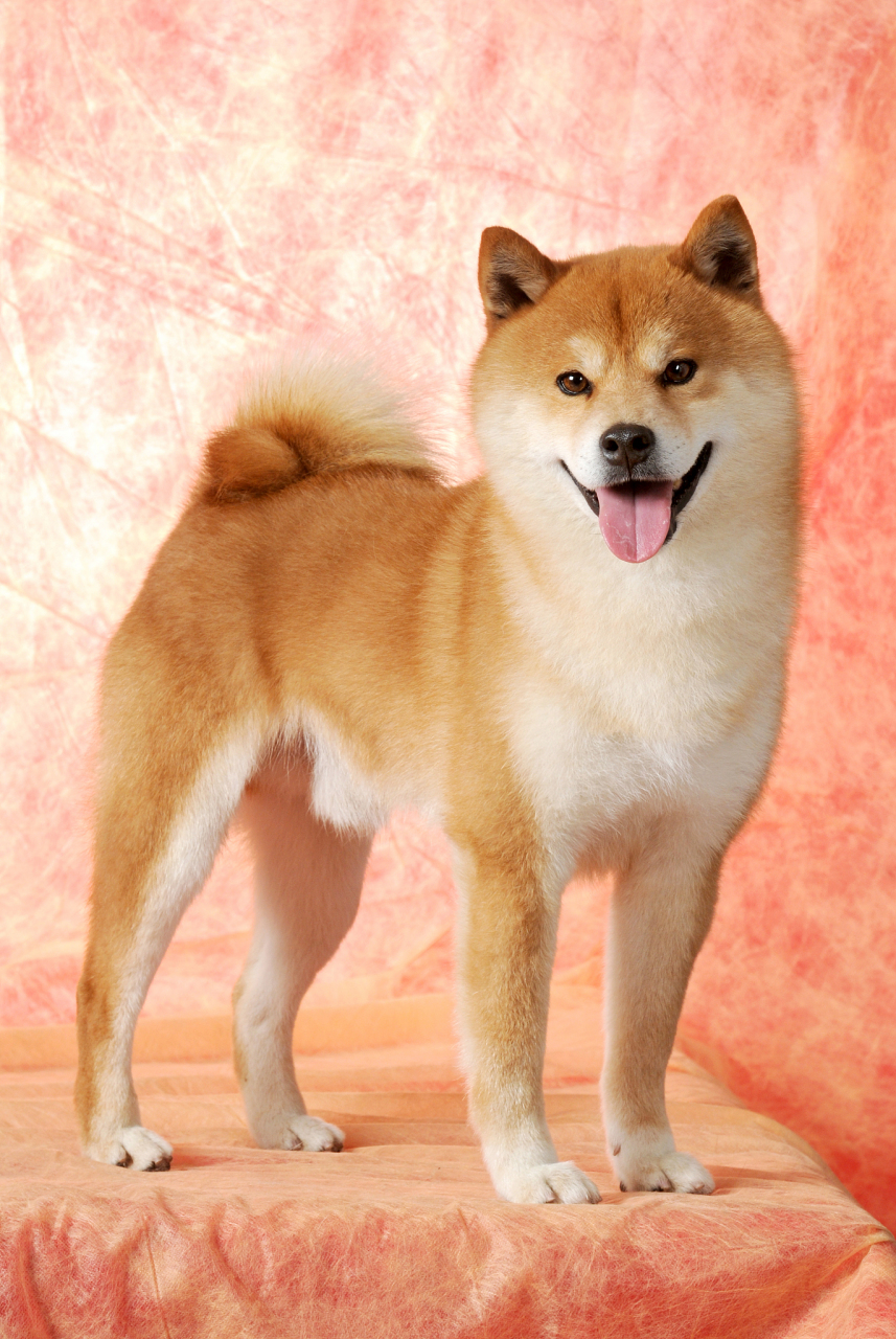为什么柴犬如此受欢迎?