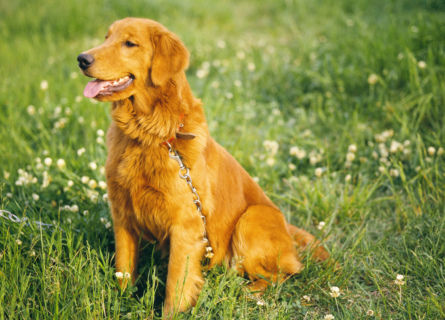 金毛幼犬的胎毛会在三个月左右开始换掉,换成较长的成年毛发,持续一个