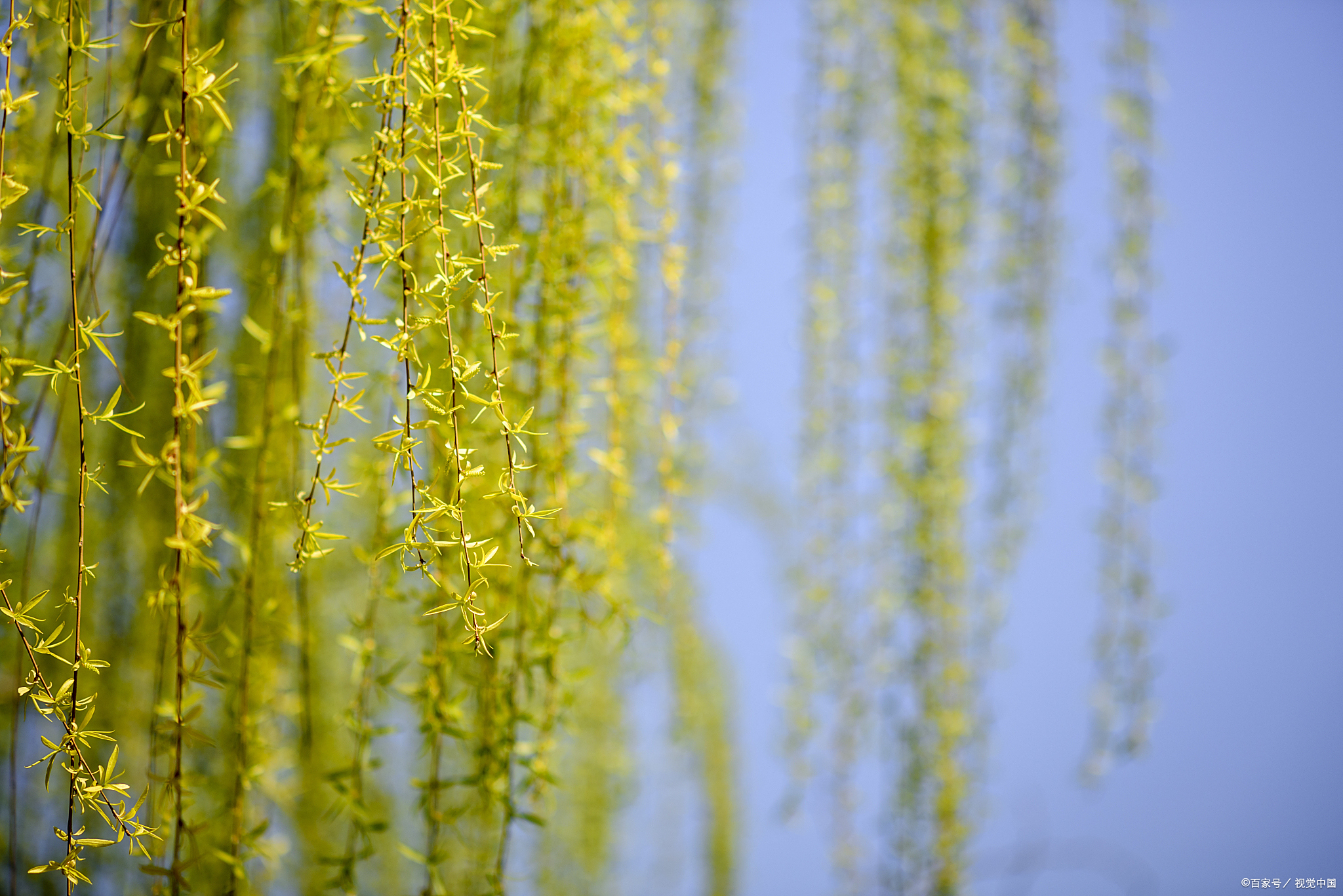 诗词|一曲送别,折柳寄情:纤纤折杨柳,持此寄情人