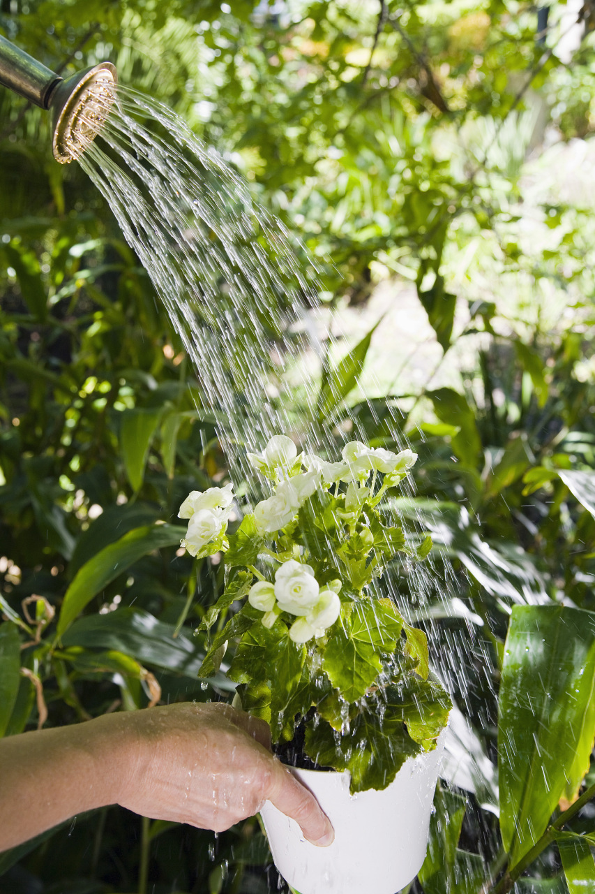 雨水浇花是很好的选择,因为它是天然的,不含氯和其他化学物质,对植物