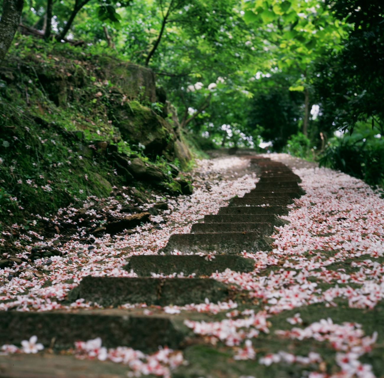 你笑着说将要远行, 落花时节相逢. 眼泪,悄悄滑落,叶飘零.