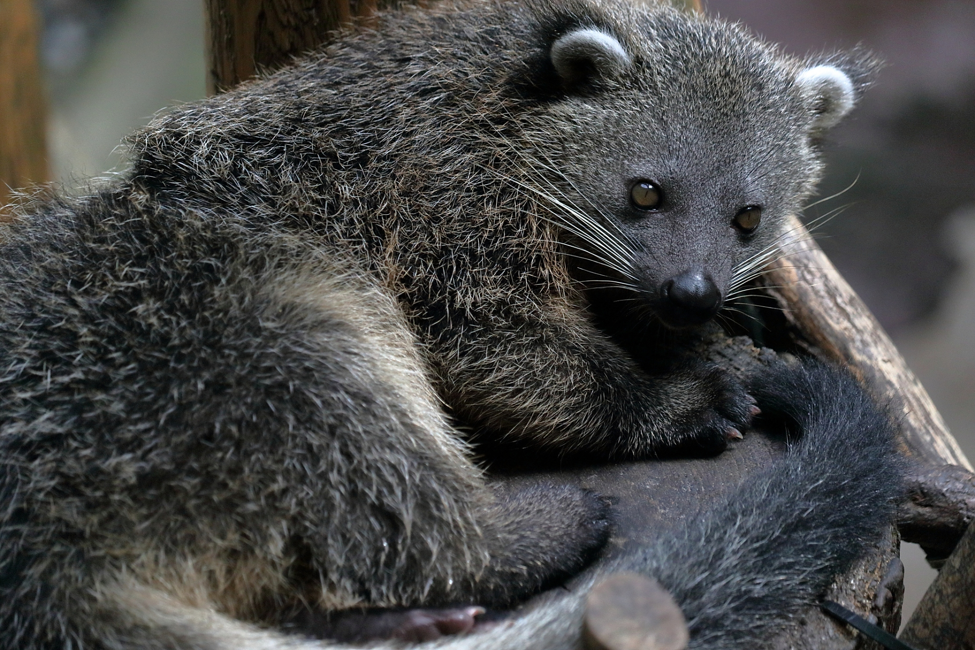 貂熊,又名狼獾,飞熊或山狗子,它的毛皮是制作皮衣的贵重皮料.