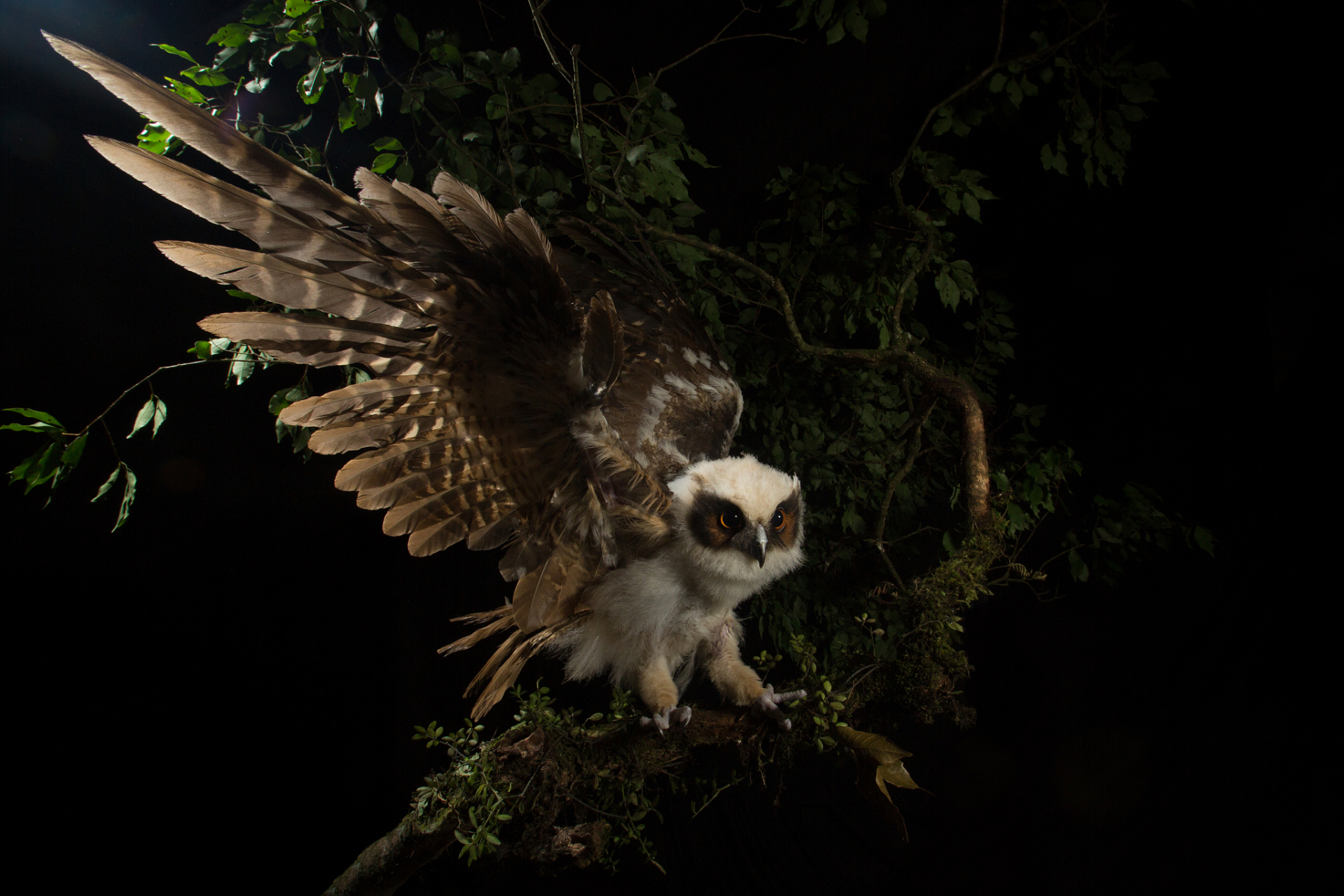 首先,猫头鹰的眼睛非常大,占据了头部的很大一部分,而且眼睛后面还有