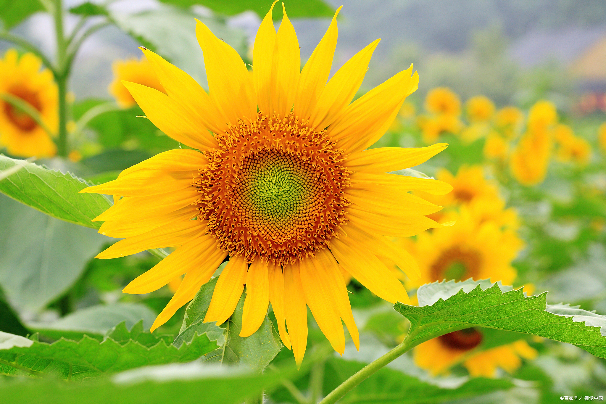 在现实生活中,   有些人,最爱占便宜,   总喜欢事事有求于你,   但是