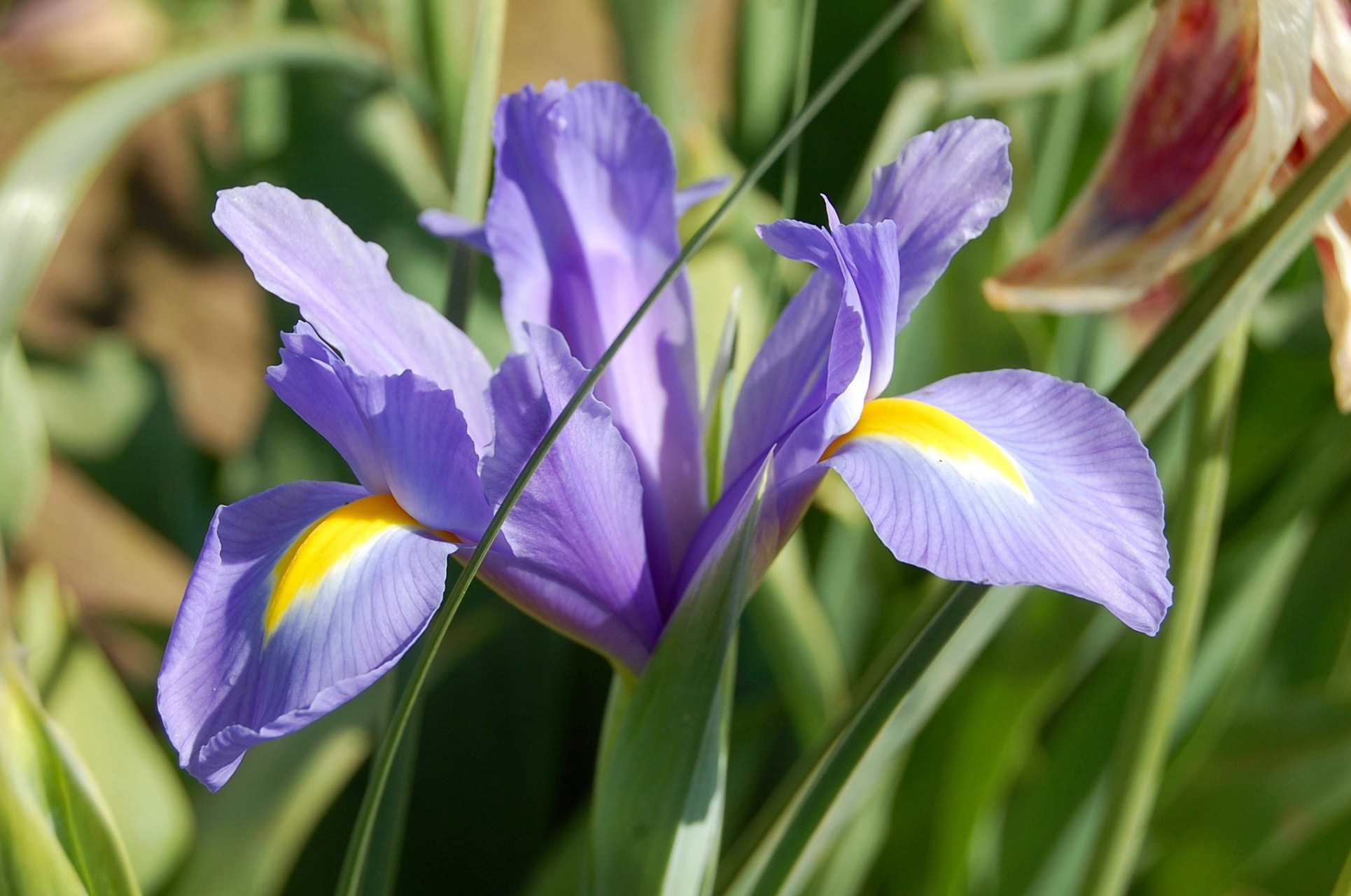 鸢尾花的花语是自由,友谊,勇气,希望和爱情.