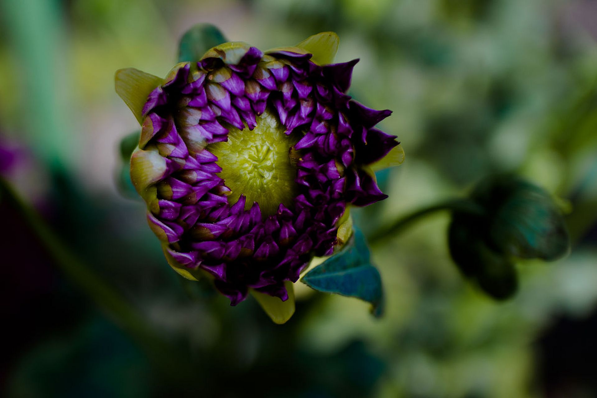 罗汉果花是一种美丽的花卉,它需要与合适的搭配来展现其魅力.