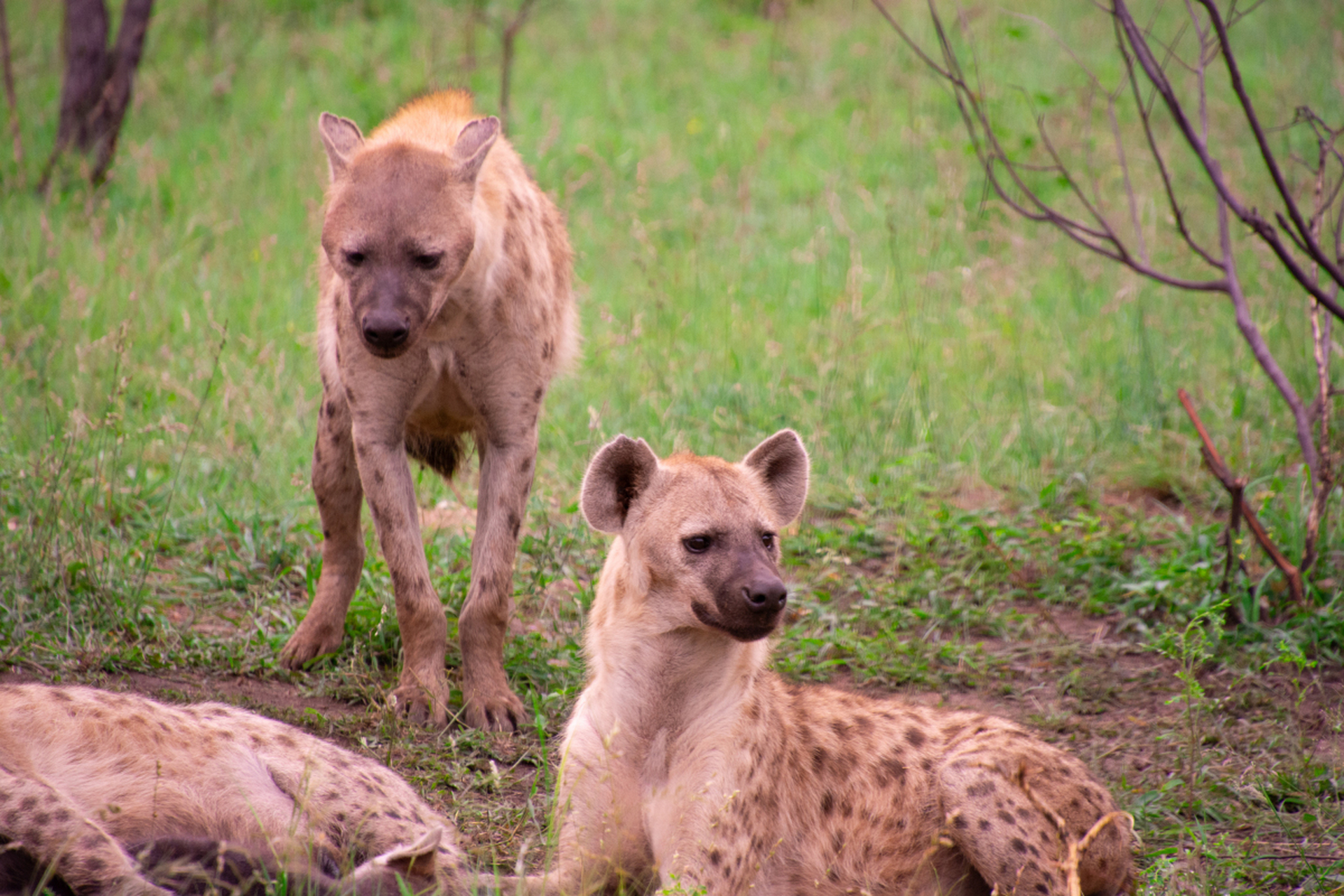 鬣狗是非洲草原上独特的食肉动物,具有敏锐的听力和视力,以及强大的咬