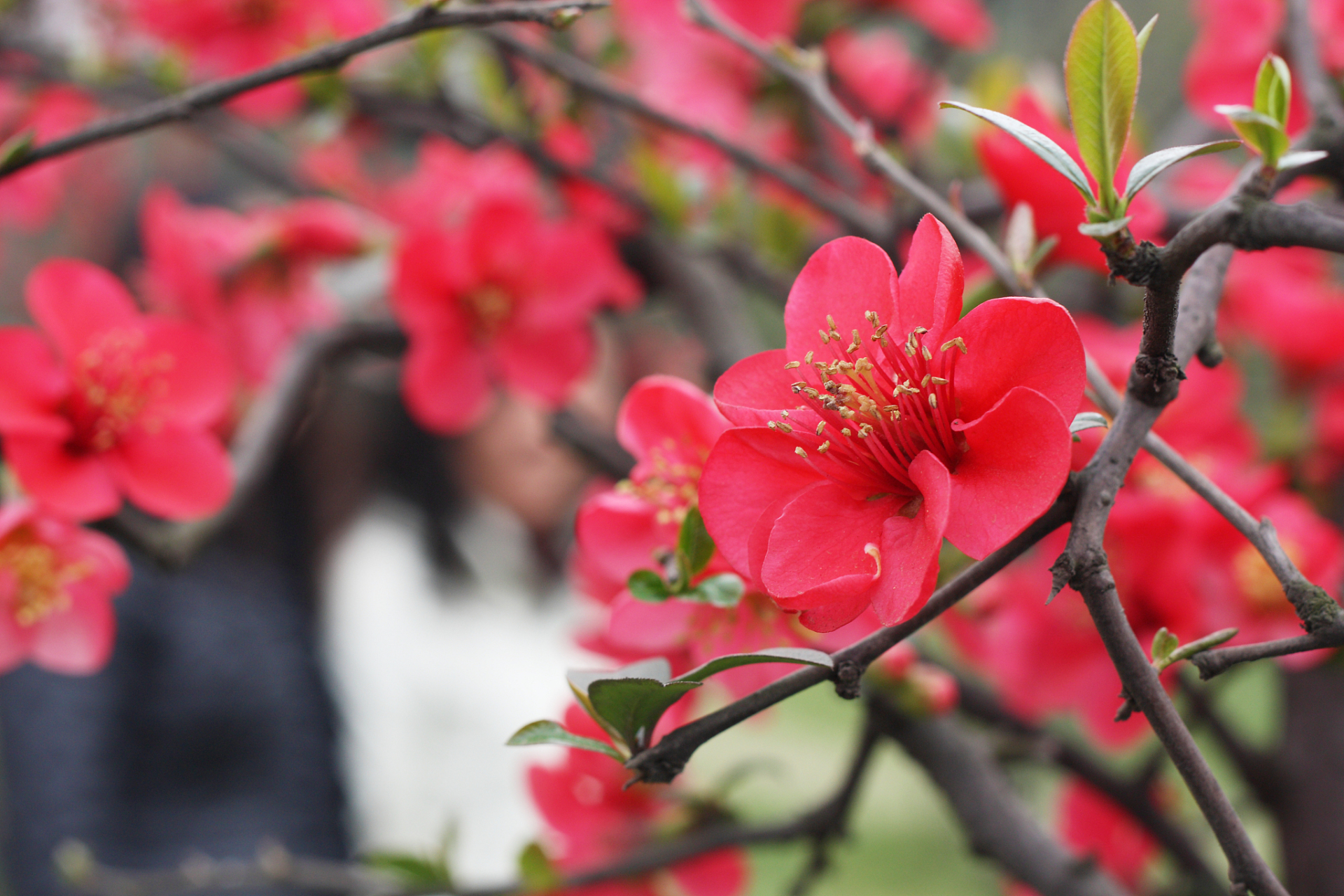梅花品种繁多,不同品种的梅花各有特色.