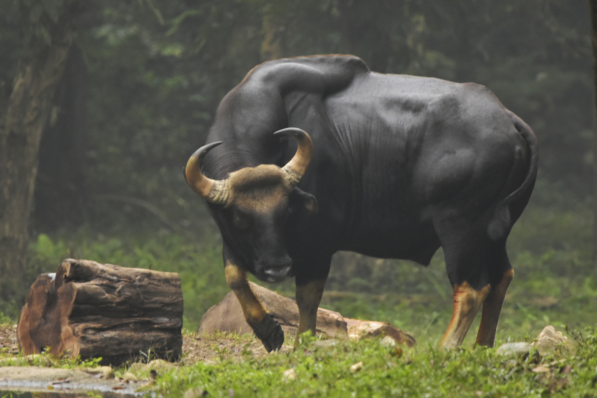 【中国第二大陆兽——白肢野牛】俗称白袜子,现存最大的牛科动物之一