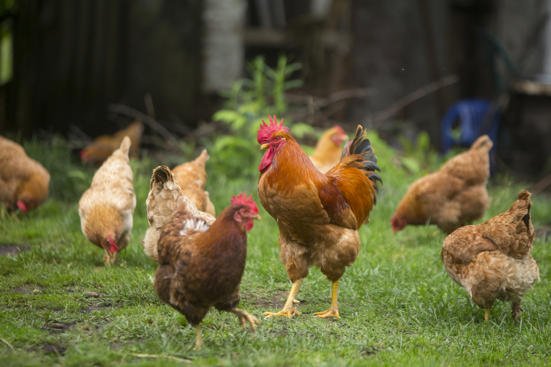 预防鸡群感冒小妙招  最近的天气不是特别好,而且部分地区还出现下雪