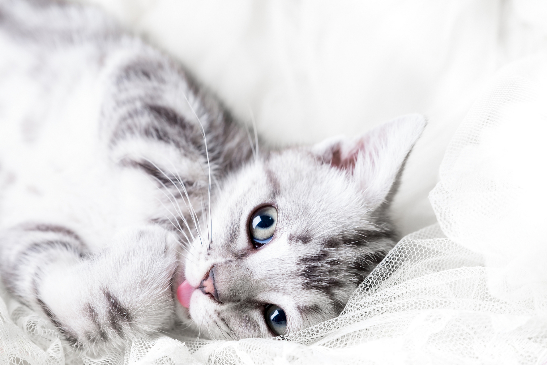 从"小咪"到哈基米,猫咪名字变迁揭示全球化下的文化交融与新时尚追求.