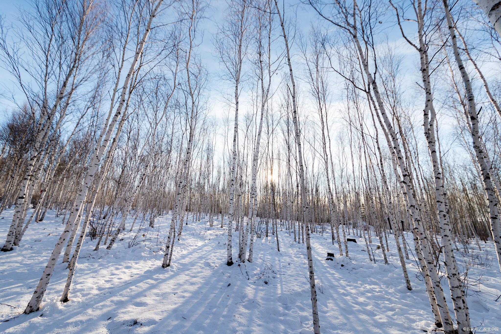 漠河白桦林怎么去方便?漠河白桦林游玩多久时间合适?